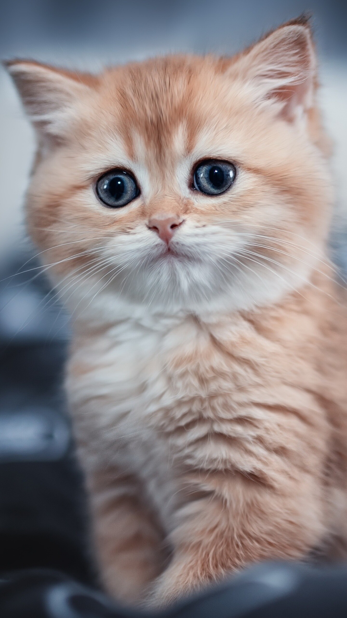 Cute kitten, Samsung Galaxy S6 S7, HD wallpapers, 1440x2560 HD Phone