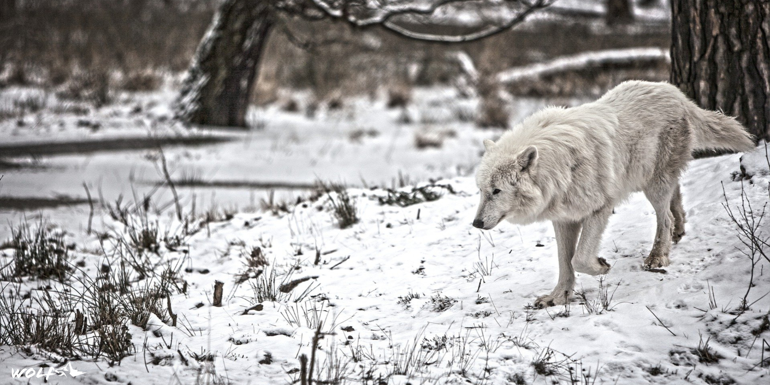 Arctic Wolf, HD wallpaper, Arctic splendor, Digital beauty, 2560x1280 Dual Screen Desktop