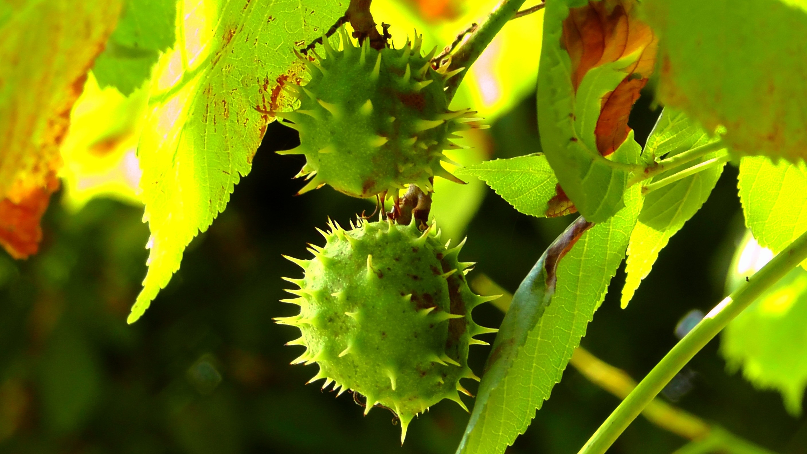 Chestnut Tree, Green chesnut, Scenic beauty, Peakpx image, 2820x1590 HD Desktop