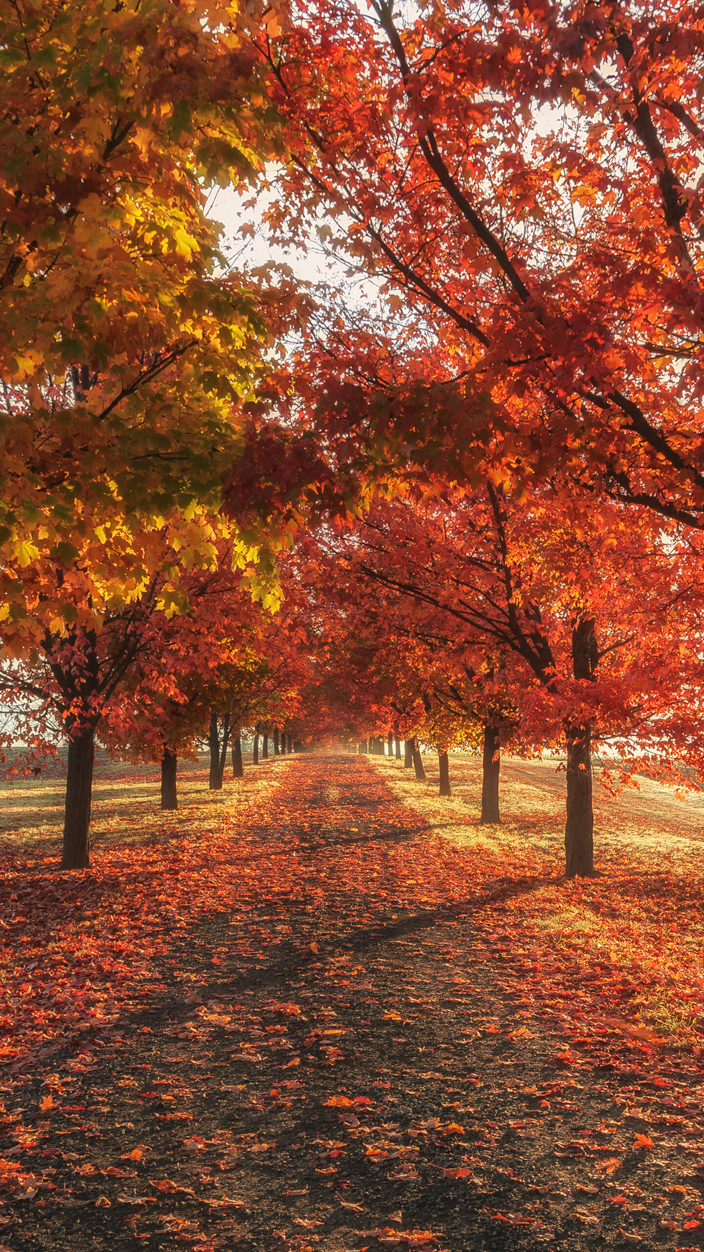 Autumn season, Fall trees, Samsung Galaxy S6, Google Pixel XL, 1440x2560 HD Phone