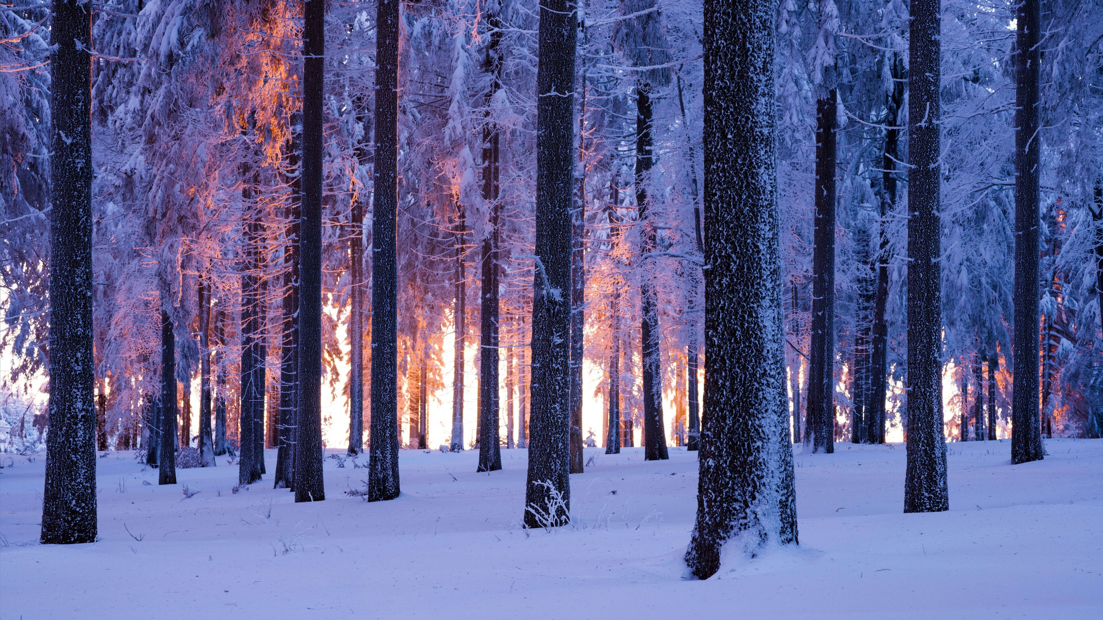 Winter Forest, Forests Wallpaper, 3840x2160 4K Desktop