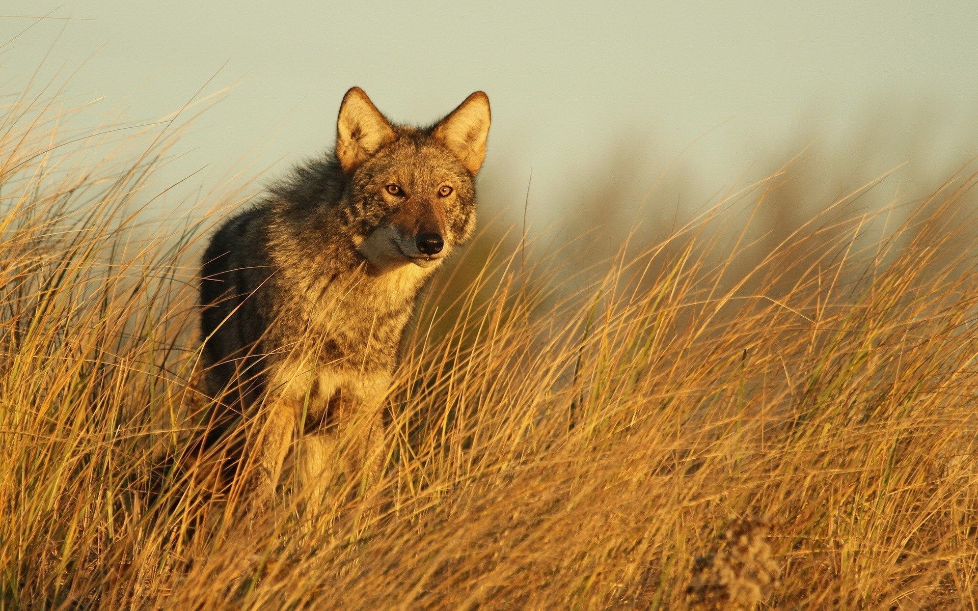 Coyote, Majestic creature, Mesmerizing image, Beautiful photography, 1920x1200 HD Desktop