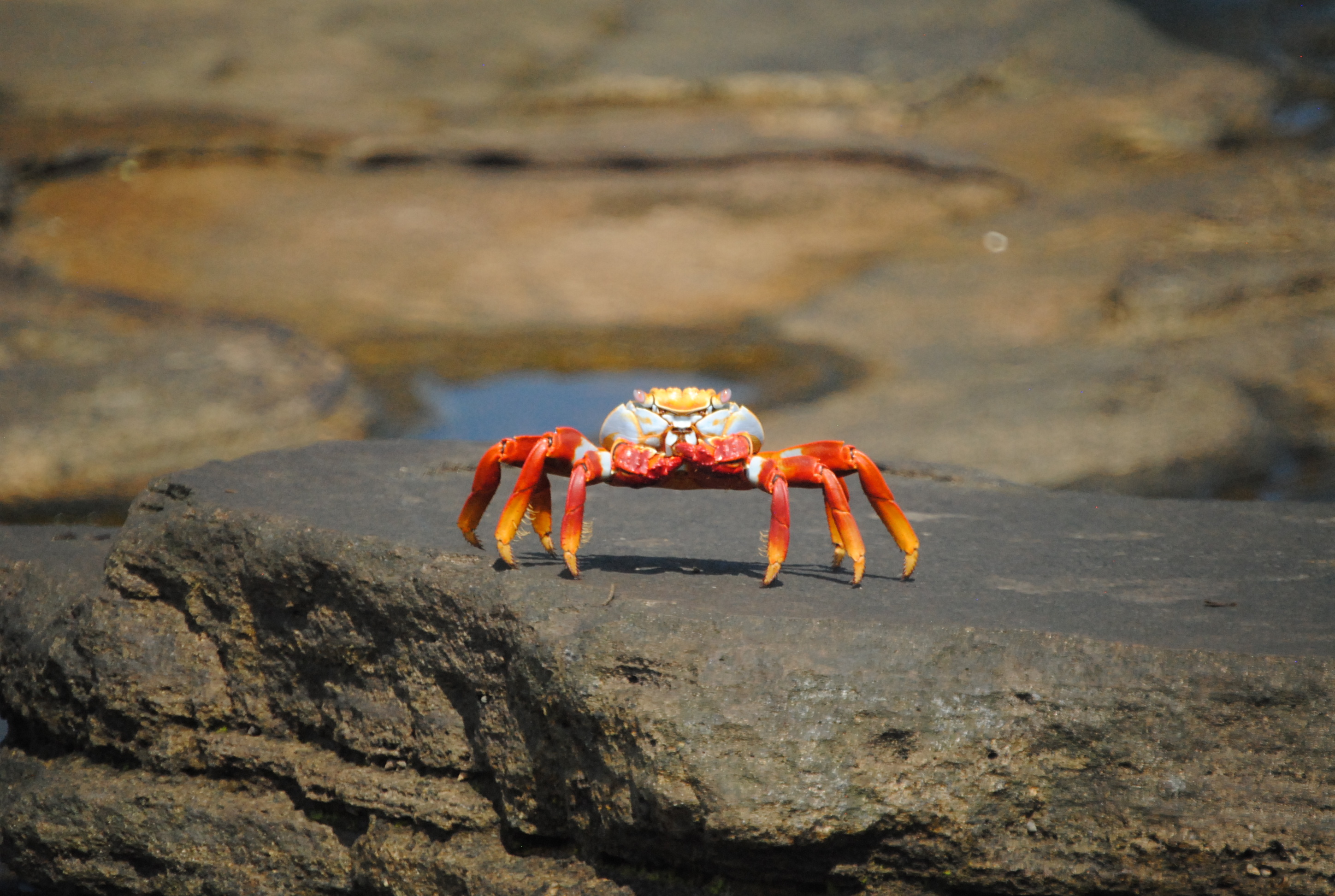 Sally lightfoot crab, Crabs Wallpaper, 2900x1950 HD Desktop