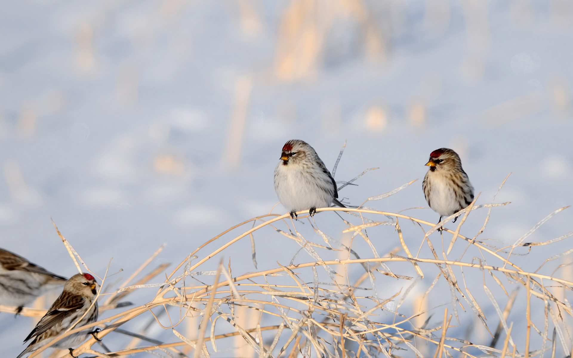 Nature-inspired bird wallpaper, HD desktop and mobile backgrounds, Captivating bird imagery, Birdwatcher's delight, 1920x1200 HD Desktop