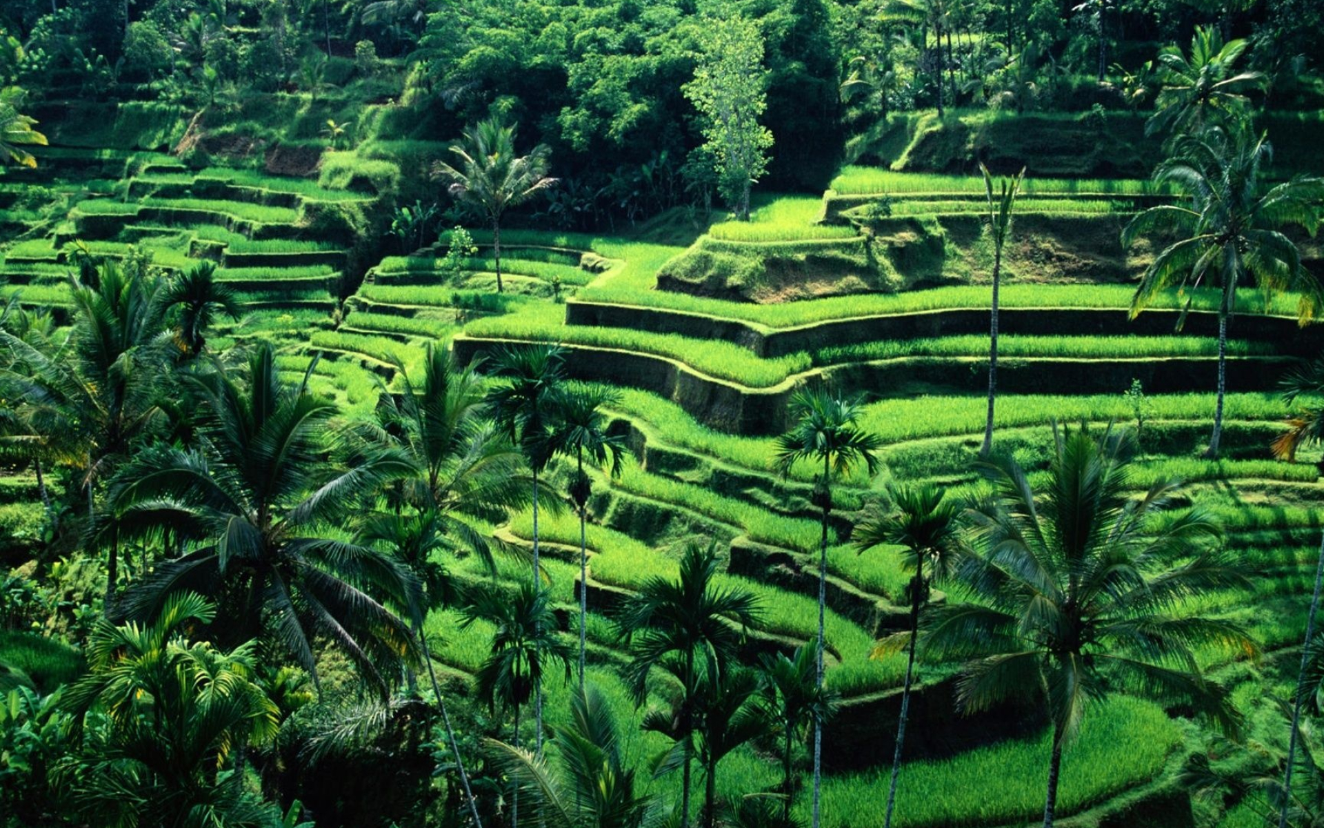 Bali, Ubud's charm, Cultural hub, Ubud's renowned beauty, 1920x1200 HD Desktop