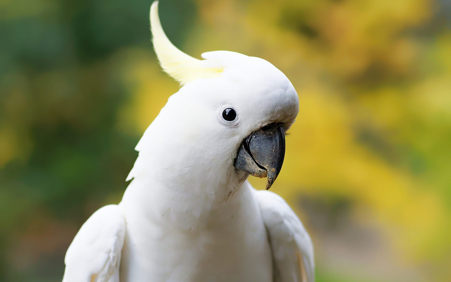 White cockatoo, Big parrot, Beautiful bird, High-quality wallpaper, 1920x1200 HD Desktop