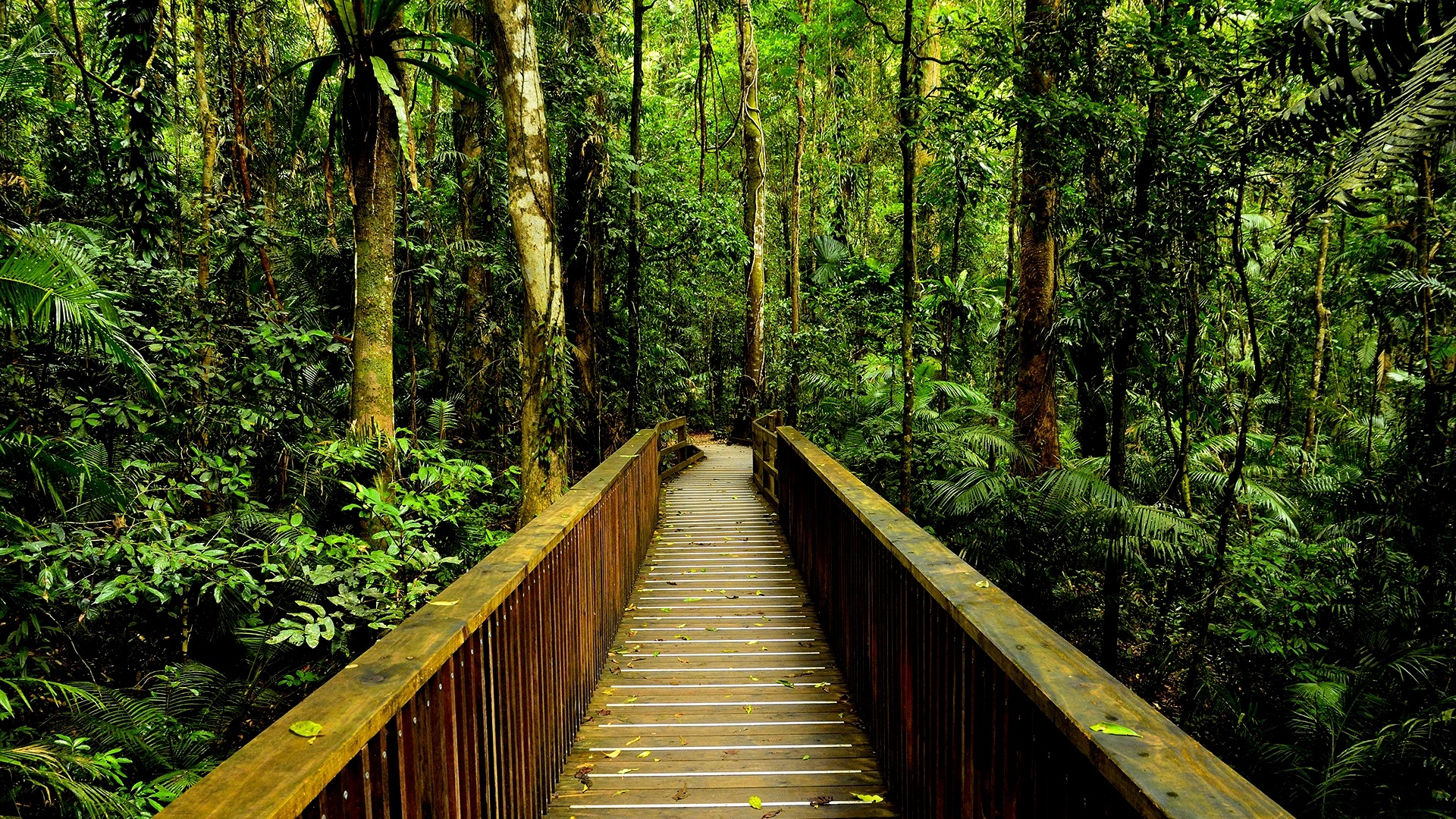 Daintree National Park, nature fonds dcran, HD fort pont de bois, Rain Forest, 1920x1080 Full HD Desktop