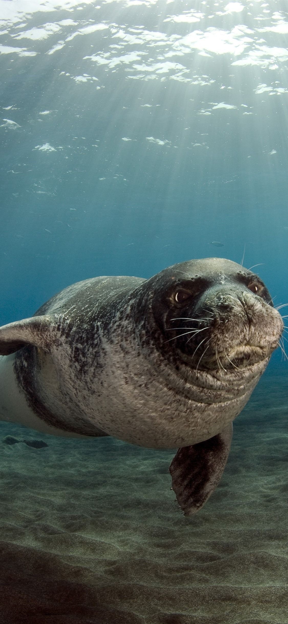 Cute seal iPhone wallpapers, Whimsical artwork, Phone background bliss, Adorable marine creature, 1130x2440 HD Phone