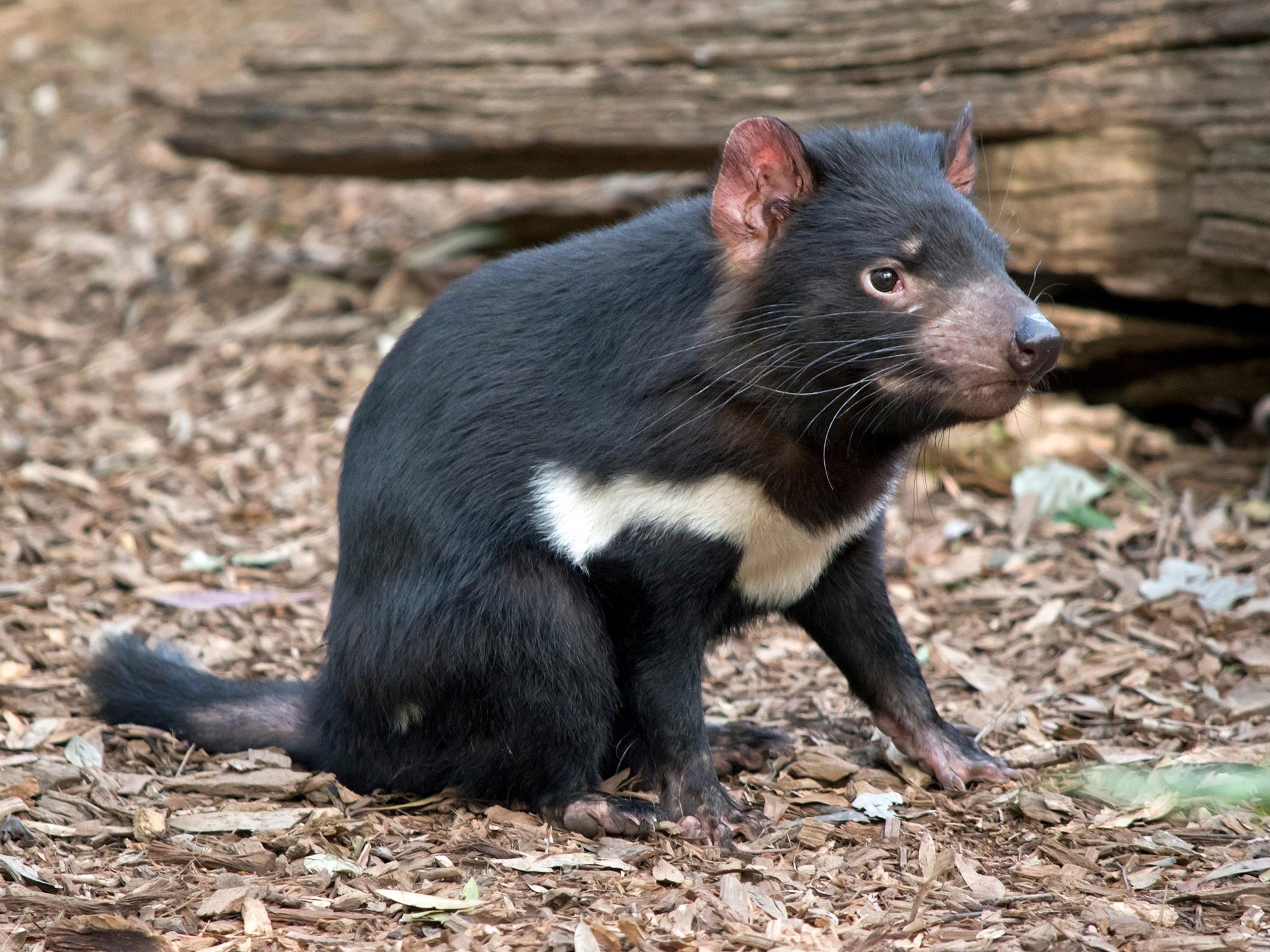 Whisker research, Tasmanian Devils' secret life, Time-traveling through whiskers, Wildlife study, 2000x1500 HD Desktop