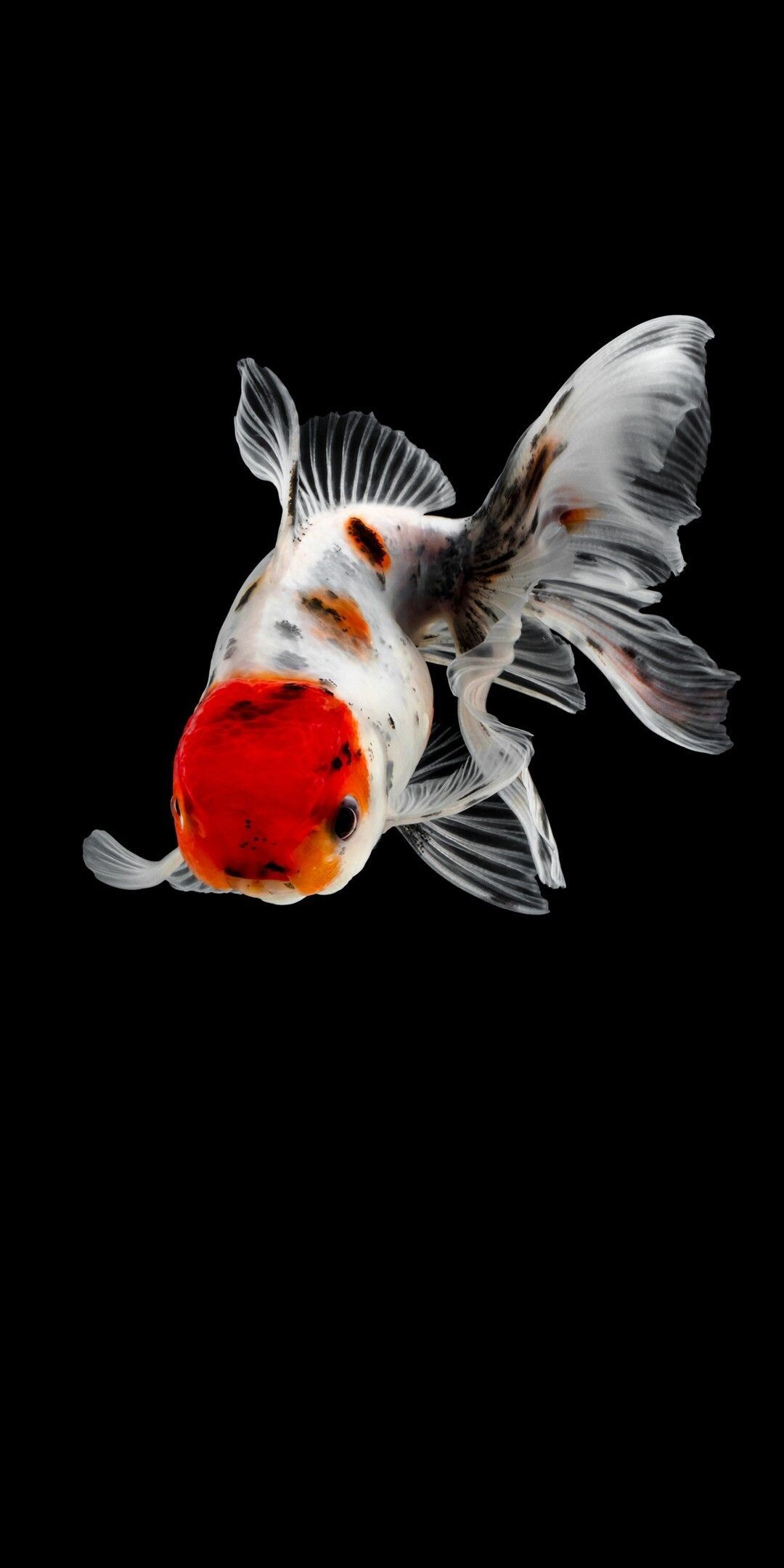 Gold Fish, Mesmerizing oranda fish, Exquisite colors, Aquatic elegance, 1080x2160 HD Phone