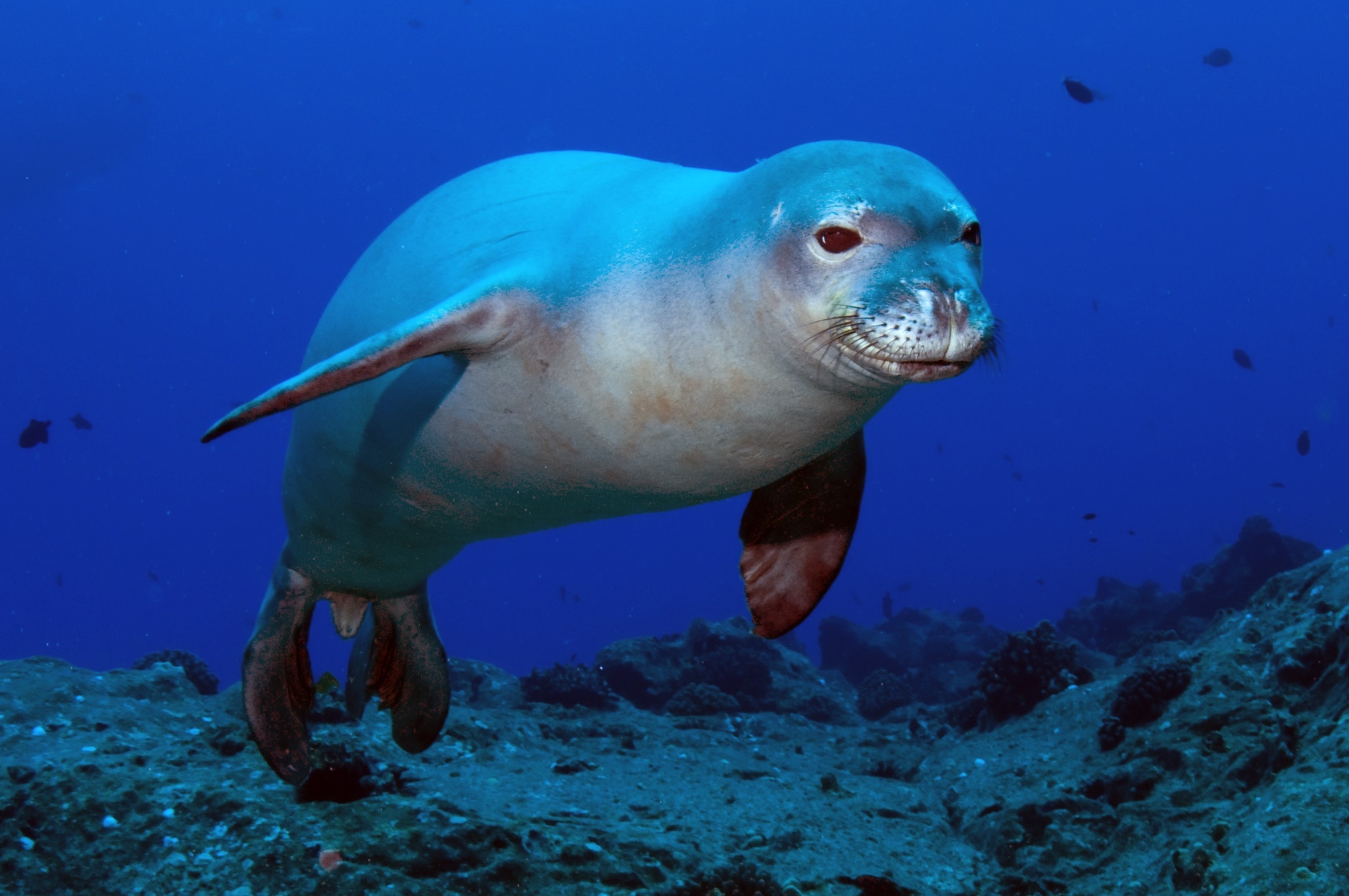 Desktop seal wallpaper, Animal lover's delight, Close-up view, Quirky animal art, 2030x1350 HD Desktop