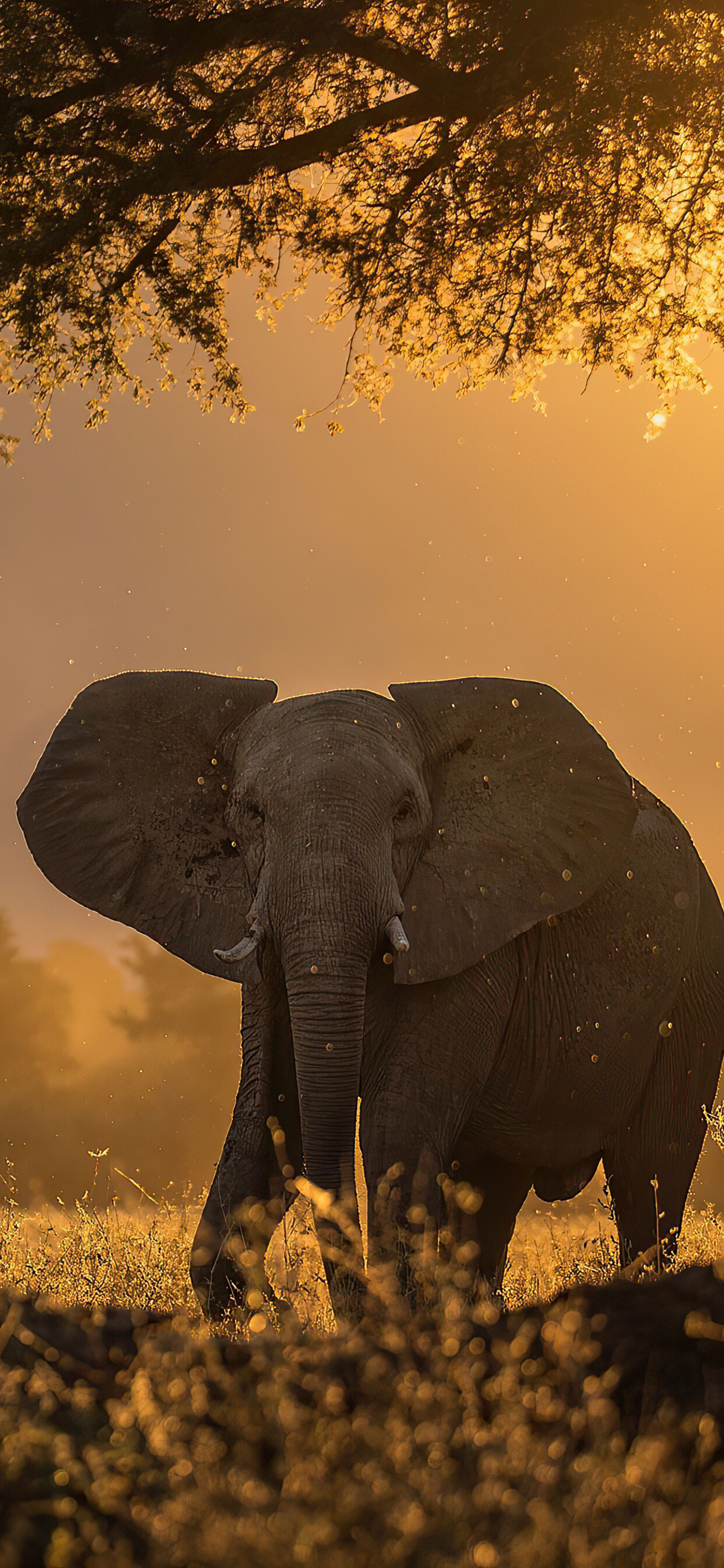 Elephant in forest, Sunbeams through trees, Tranquil morning, Ethereal beauty, 1250x2690 HD Phone