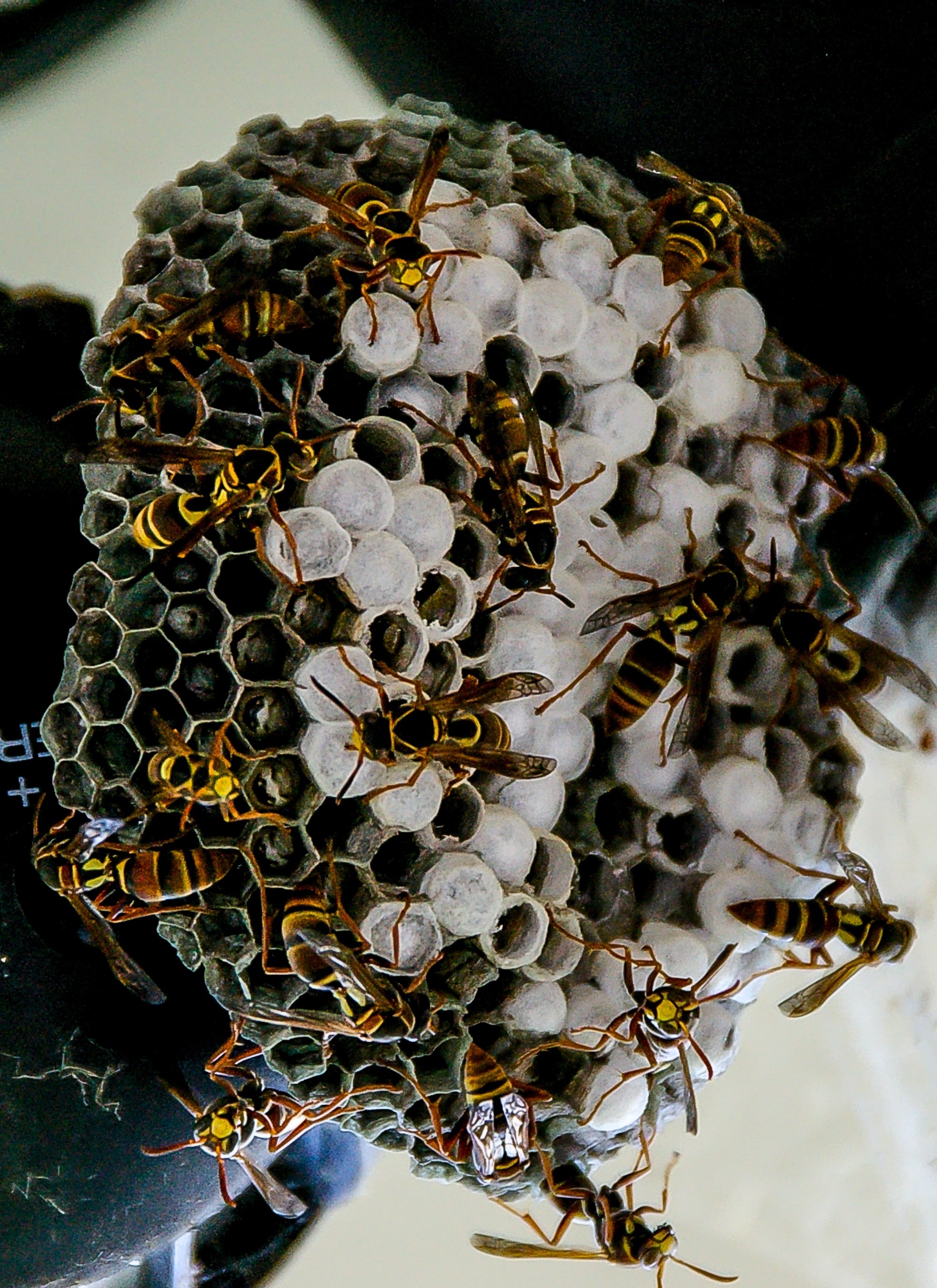 Nest, Beehives Wallpaper, 2000x2750 HD Phone