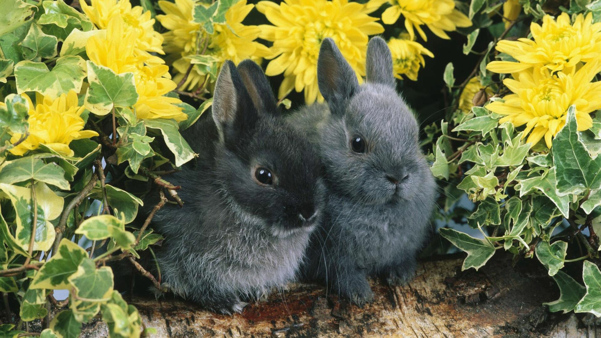 Netherland Dwarf, Rabbits Wallpaper, 1920x1080 Full HD Desktop