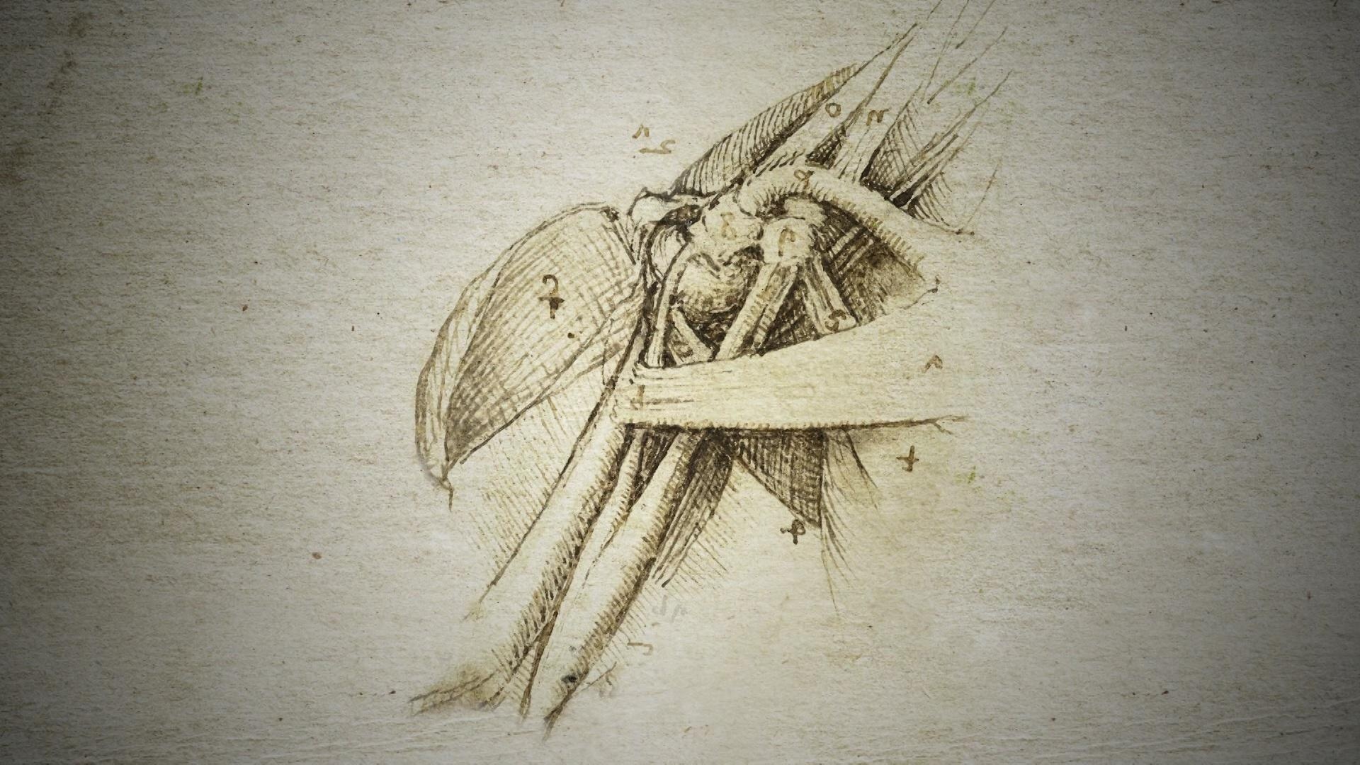 Shoulder anatomy, Leonardo da Vinci Wallpaper, 1920x1080 Full HD Desktop