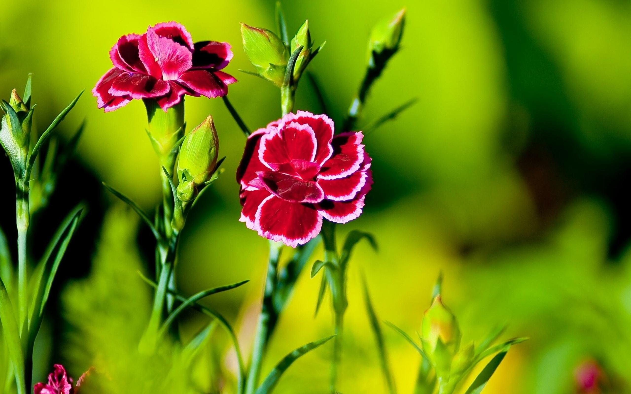 Pink carnation wallpapers, Nature, 2560x1600 HD Desktop