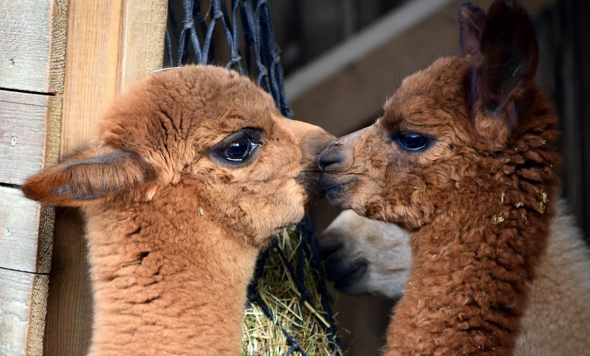 Distinguishing llama and alpaca, Learning their differences, Alpaca vs. llama, Animal classification, 1920x1160 HD Desktop