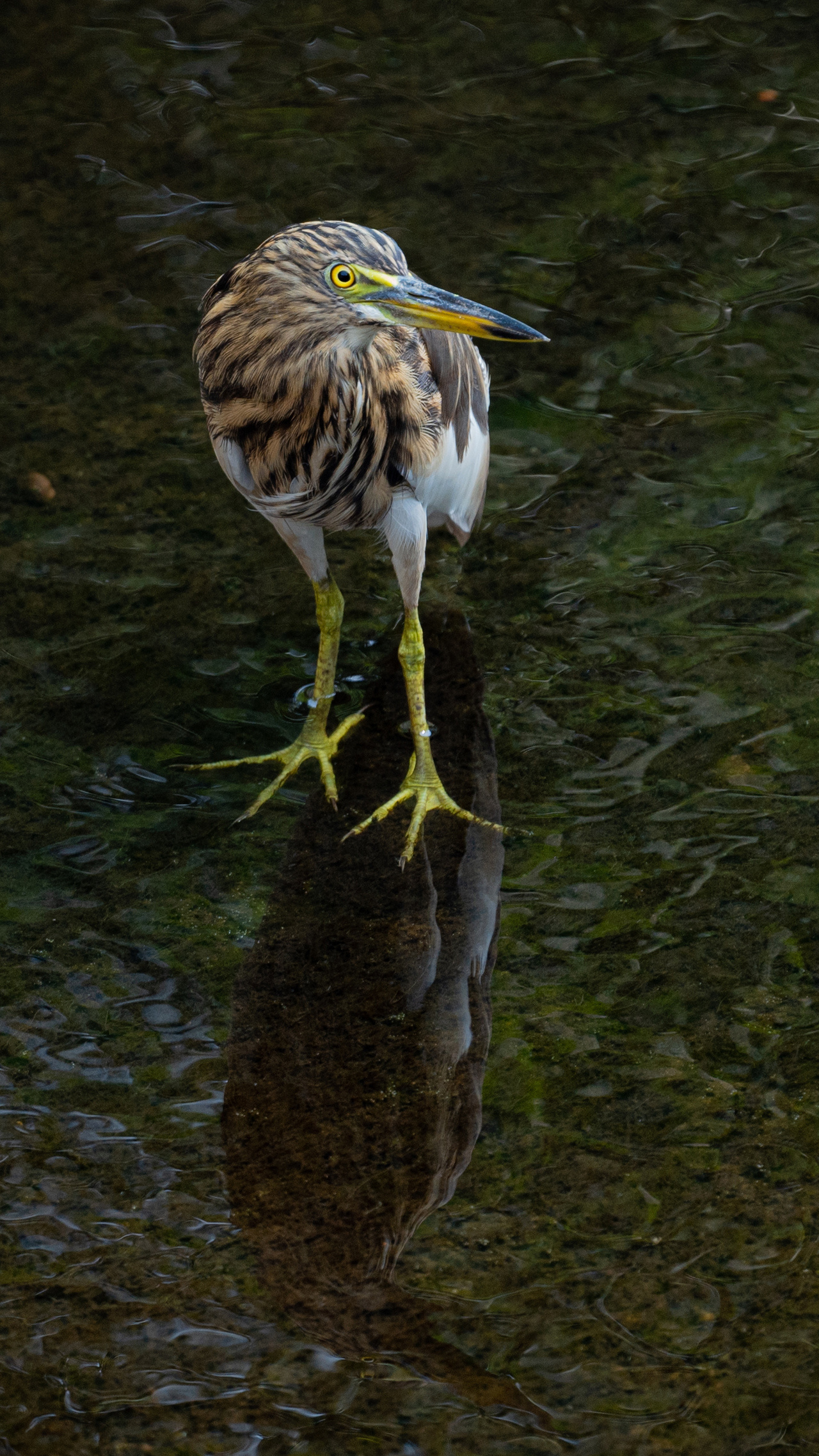 Pond heron, Herons Wallpaper, 1280x2280 HD Phone