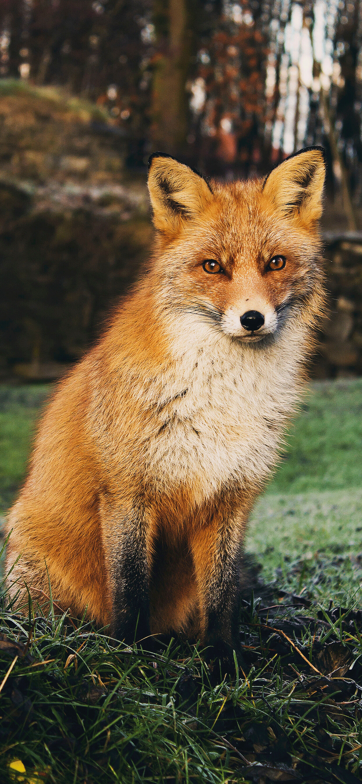 Fox, Majestic creature, Wild nature, Captivating eyes, 1250x2690 HD Phone