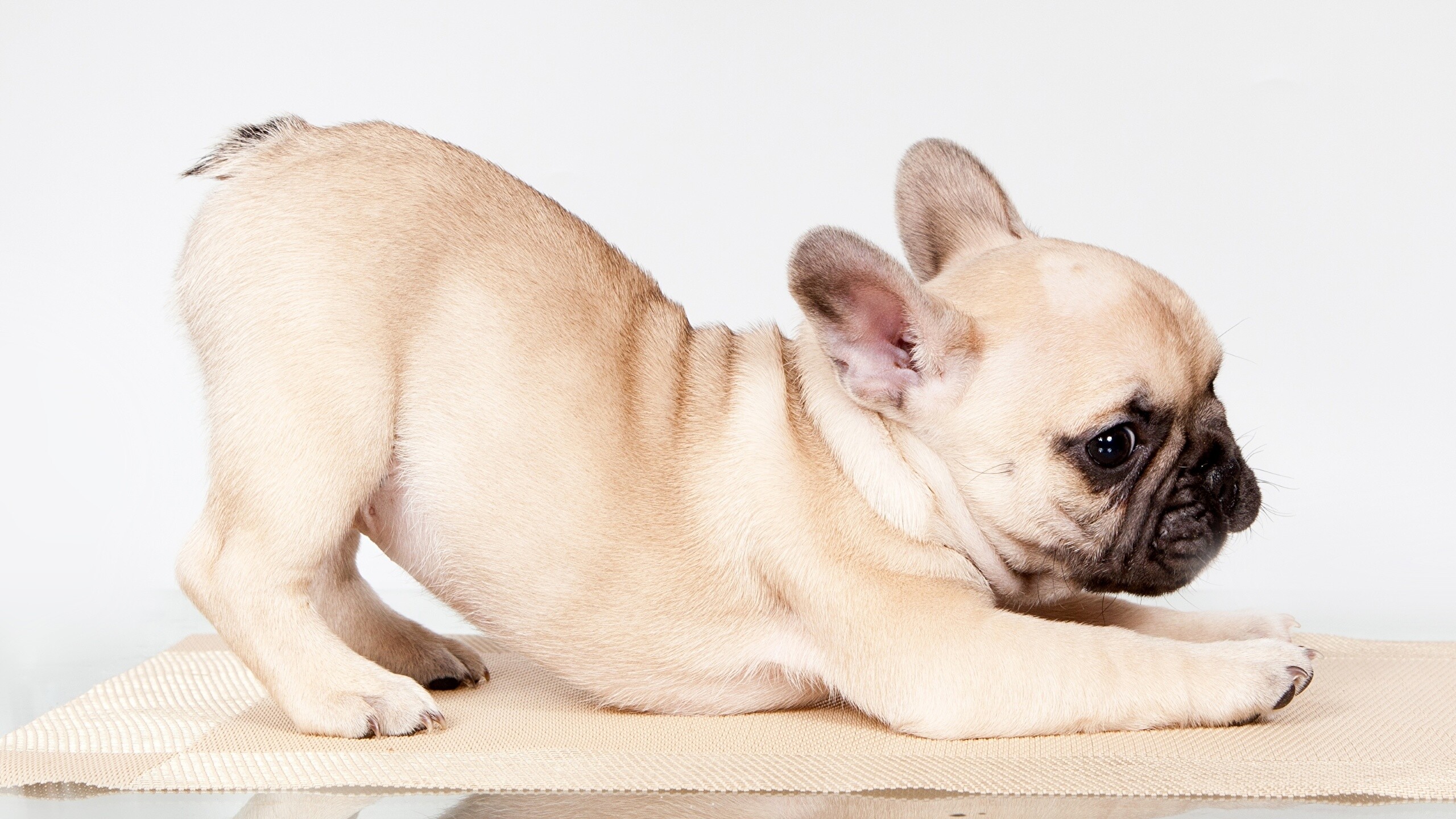 French Bulldog, Aesthetic wallpapers, Desktop background, Visual appeal, 2560x1440 HD Desktop