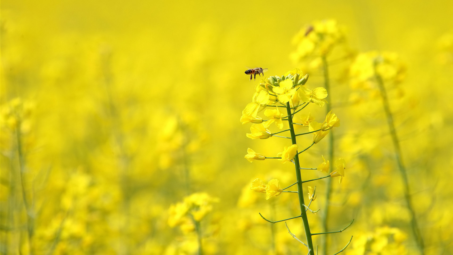 Honey bee wallpaper, Insect's beauty, Nature's marvel, Hive's masterpiece, 1920x1080 Full HD Desktop