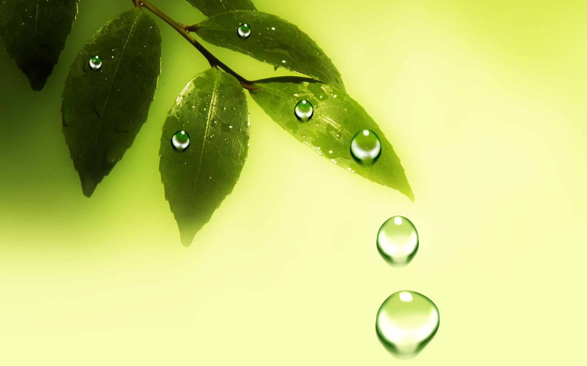 Water drops on leaves, Glistening foliage, Dewy beauty, Nature's jewels, 1920x1200 HD Desktop