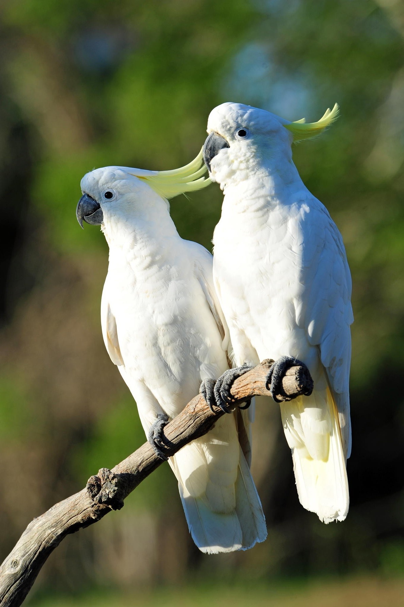 Birds of nature, HD wallpapers, Vibrant desktop backgrounds, 1370x2050 HD Phone