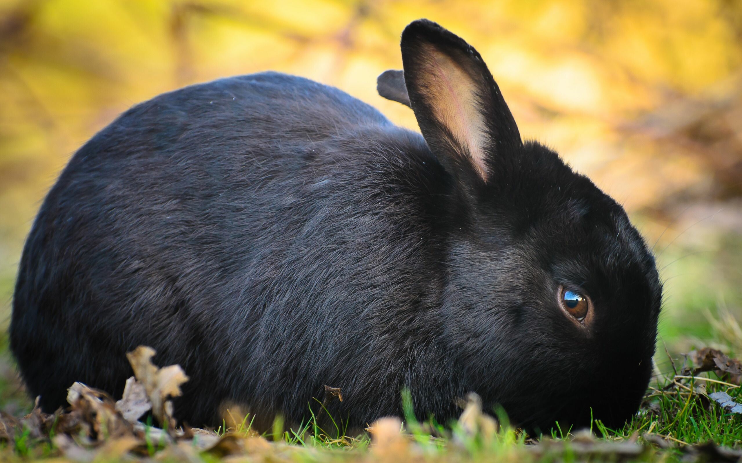 Black Havana, Rabbits Wallpaper, 2560x1600 HD Desktop