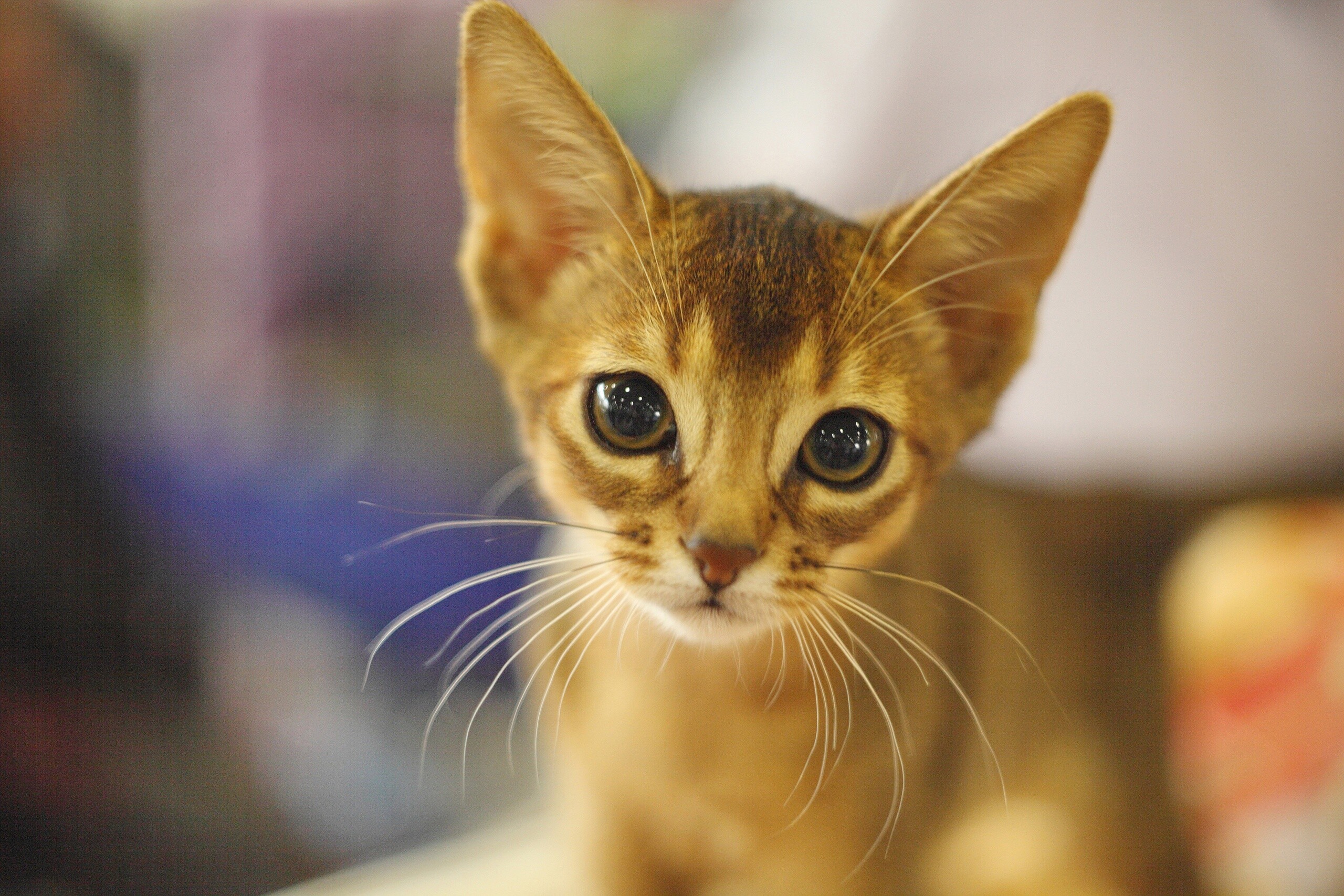 Kitten, Abyssinian Wallpaper, 2560x1710 HD Desktop