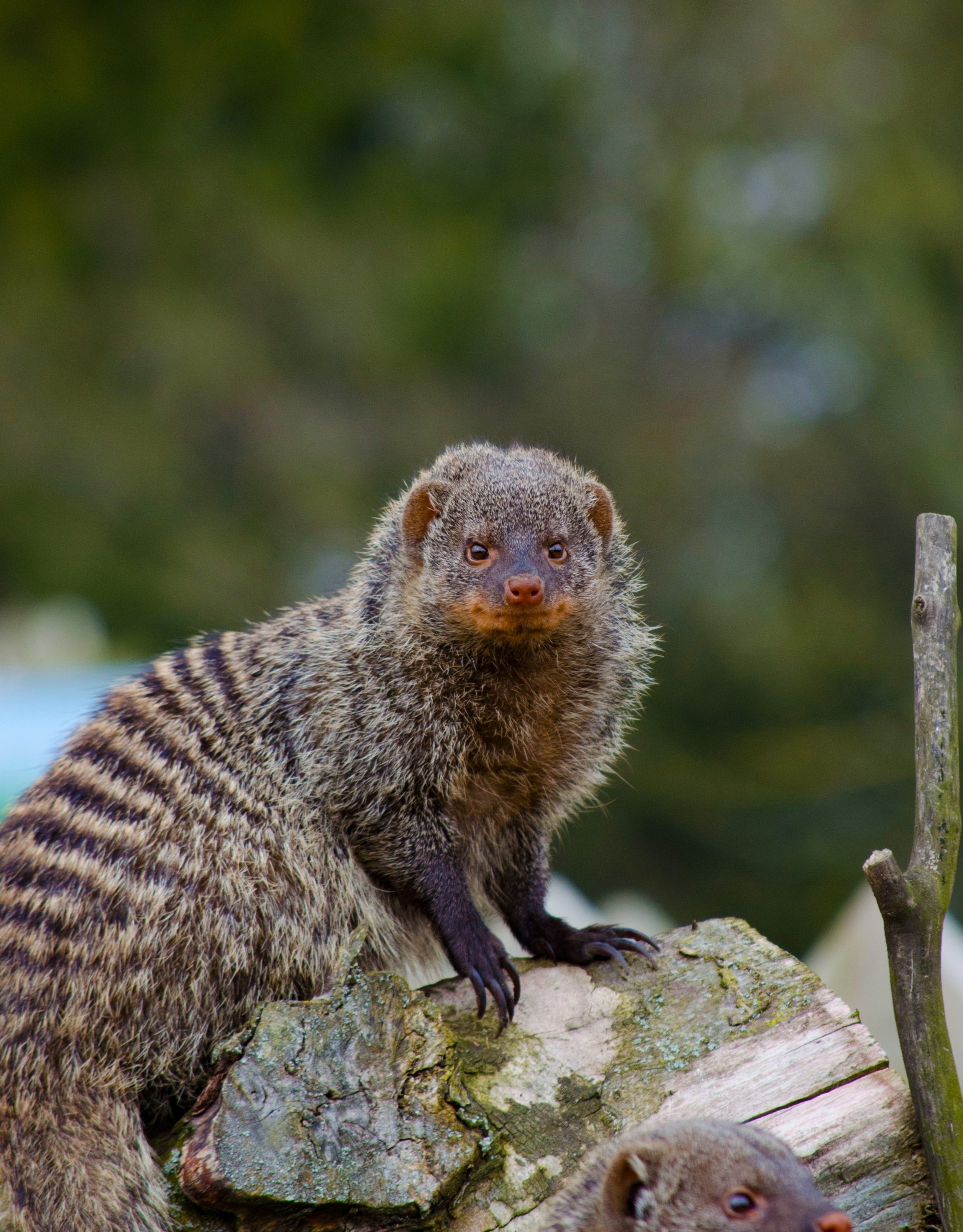 Banded mongoose, Flamingo Land Resort, Fierce predator, African wildlife, 2000x2560 HD Phone