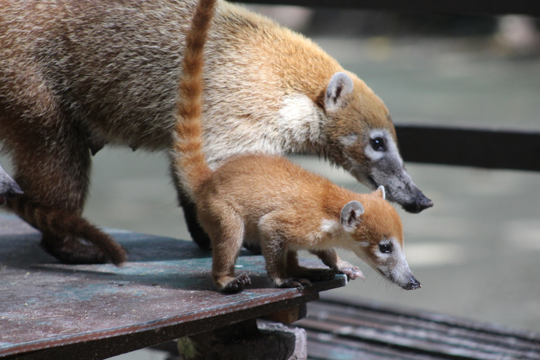 White nosed coati, Nasua narica, Inaturalist, 2050x1370 HD Desktop