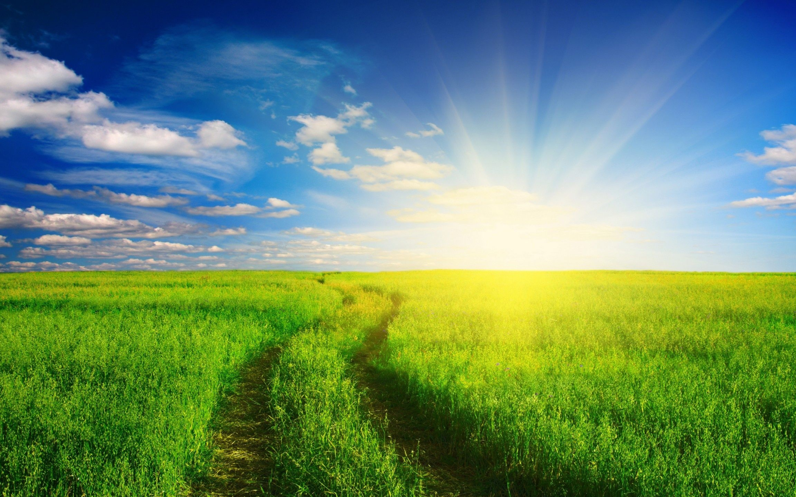 Sunlight, Grass and Sky Wallpaper, 2560x1600 HD Desktop