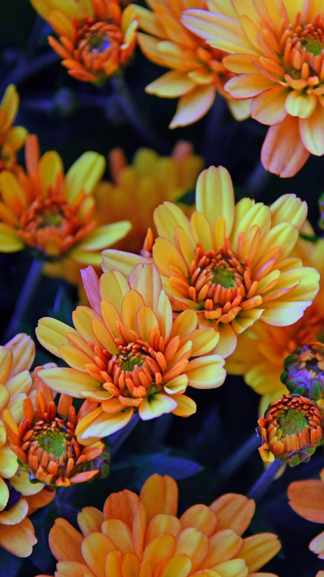 Chrysanthemum, Yellow flowers, Bloom wallpaper, Vibrant mobile background, 1080x1920 Full HD Phone