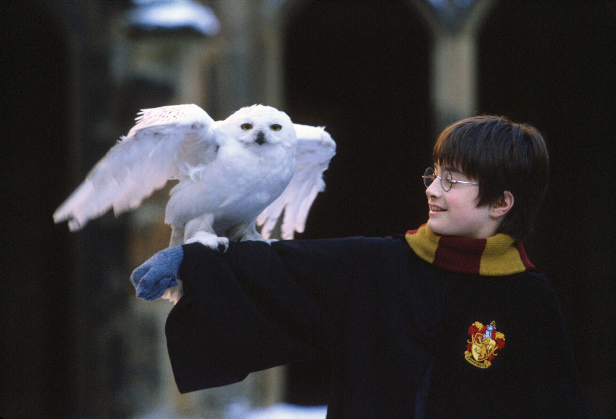 Hedwig, Daniel Radcliffe, Snowy owl, 2000x1360 HD Desktop