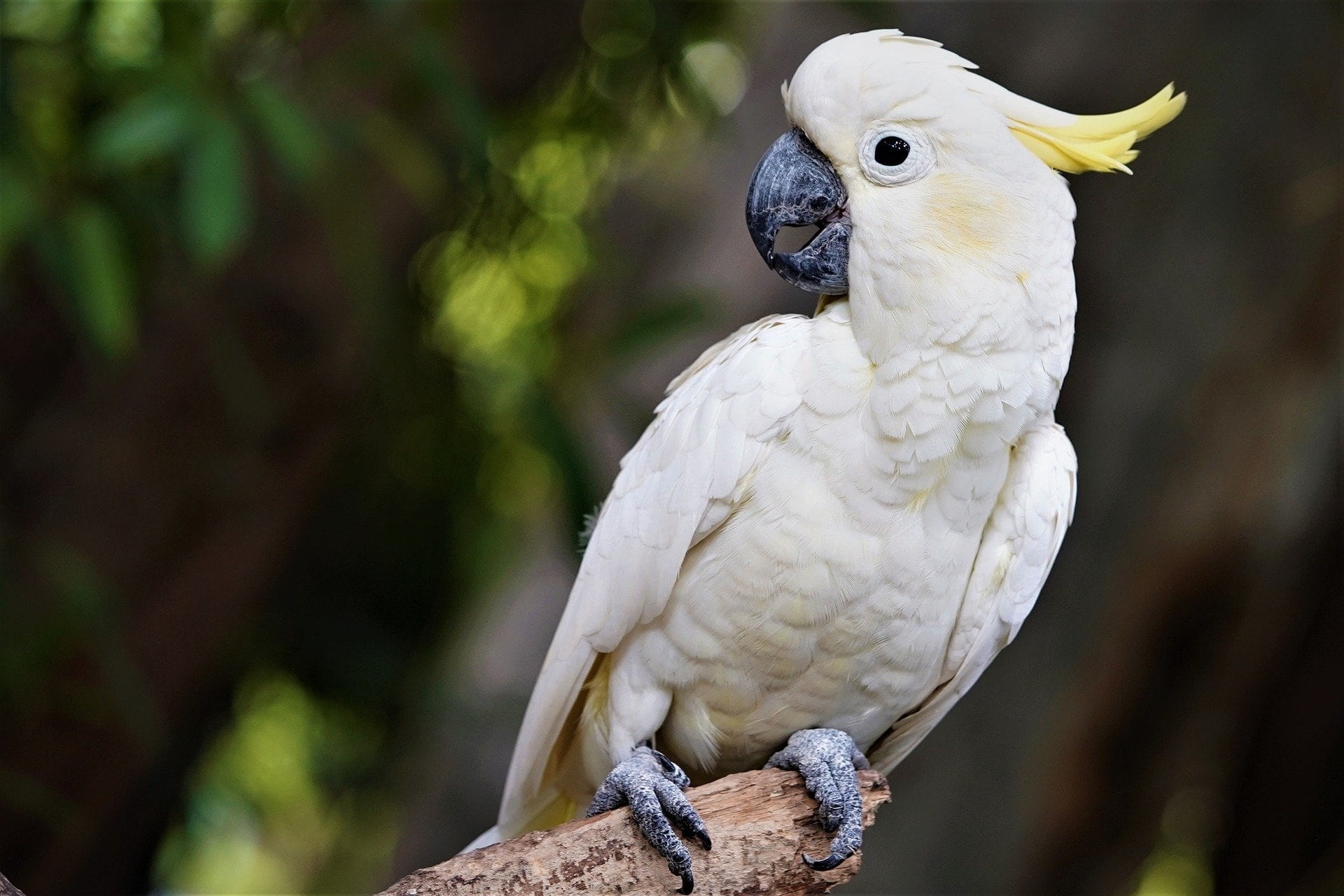 Cockatoo, Animals, Signs of Liking, Pet Keen, 1920x1280 HD Desktop