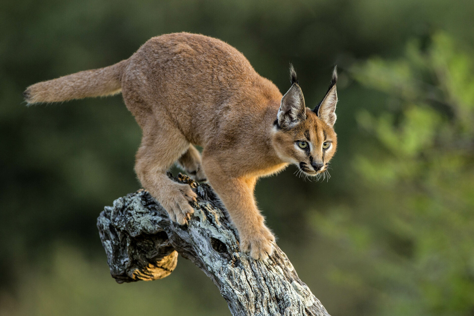 Urban fringe, Environmental challenges, Cape Town's caracals, Complex habitat, 1920x1280 HD Desktop