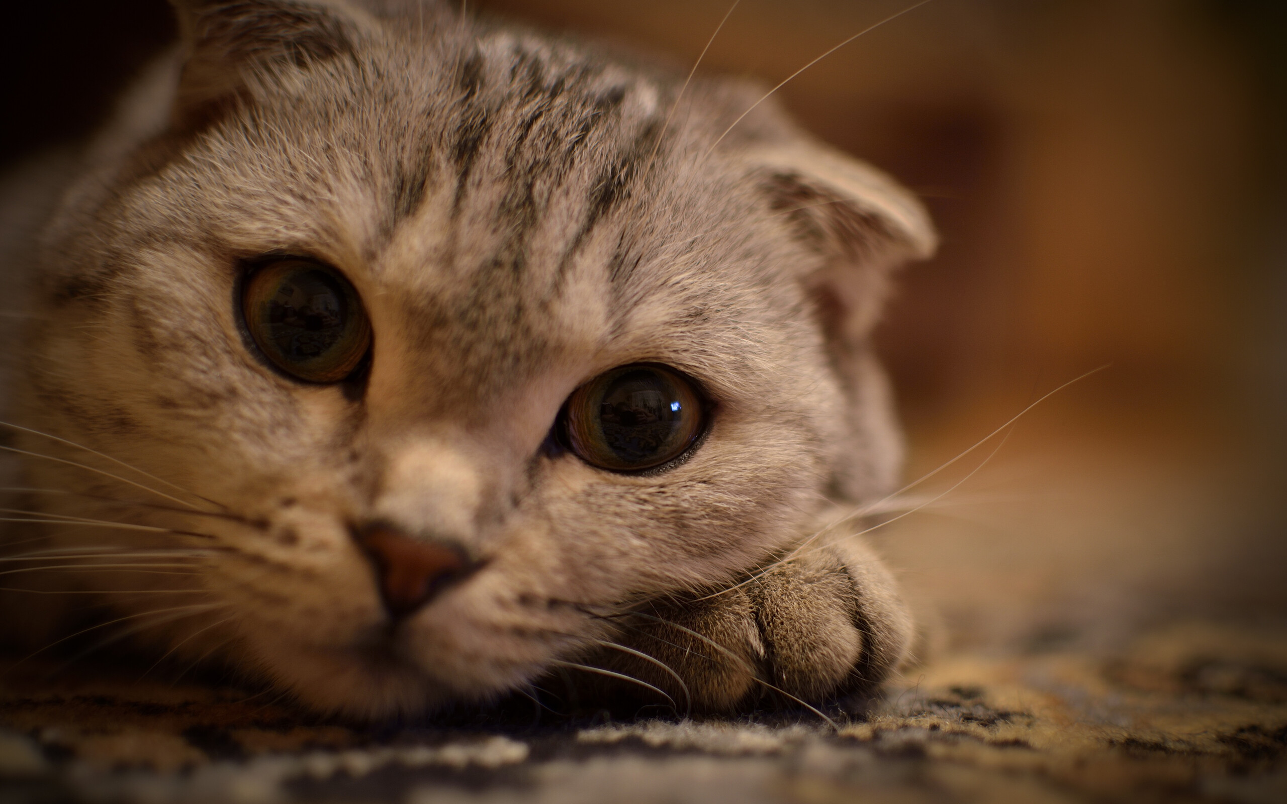 Whiskers, Scottish Folds Wallpaper, 2560x1600 HD Desktop