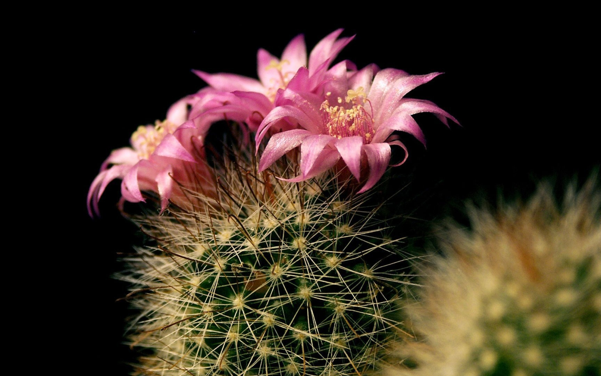 Stenocactus crispatus, Cactus Wallpaper, 1920x1200 HD Desktop