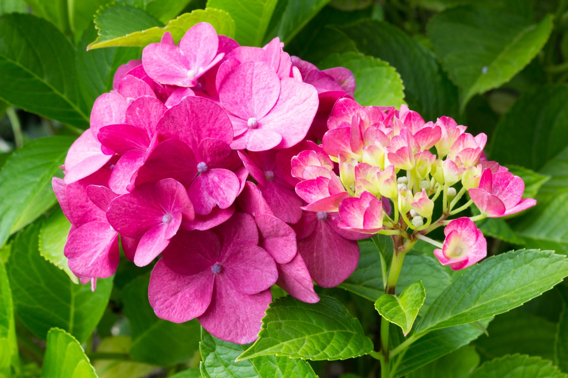 Pink hydrangea, Nature's delight, Floral beauty, Captivating wallpaper, 1920x1280 HD Desktop