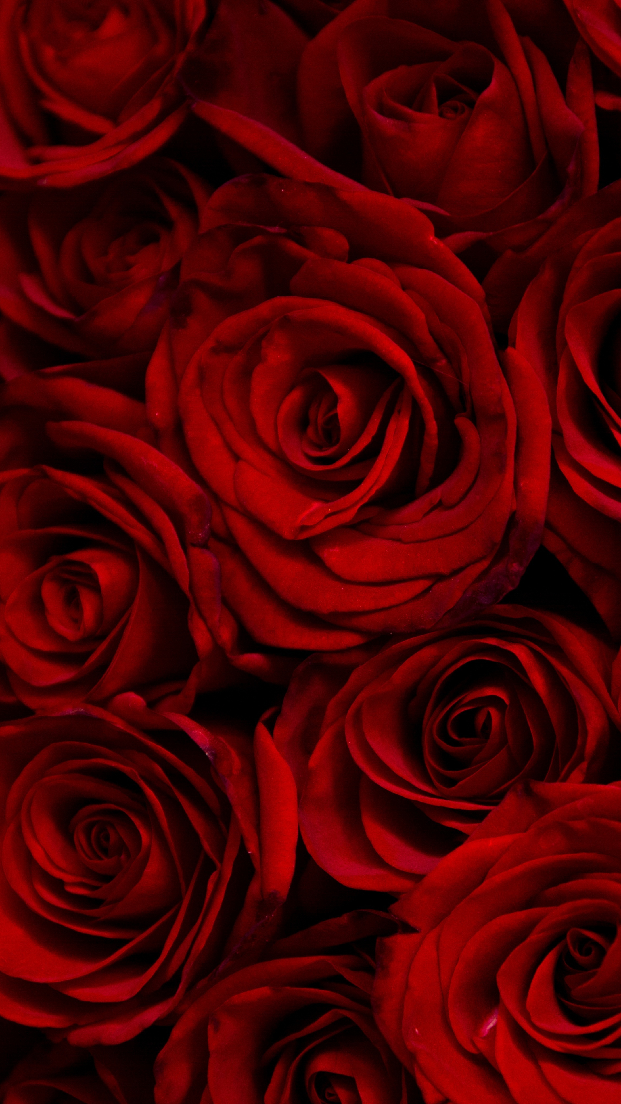 Roses, For Lock Screen Wallpaper, 2160x3840 4K Phone