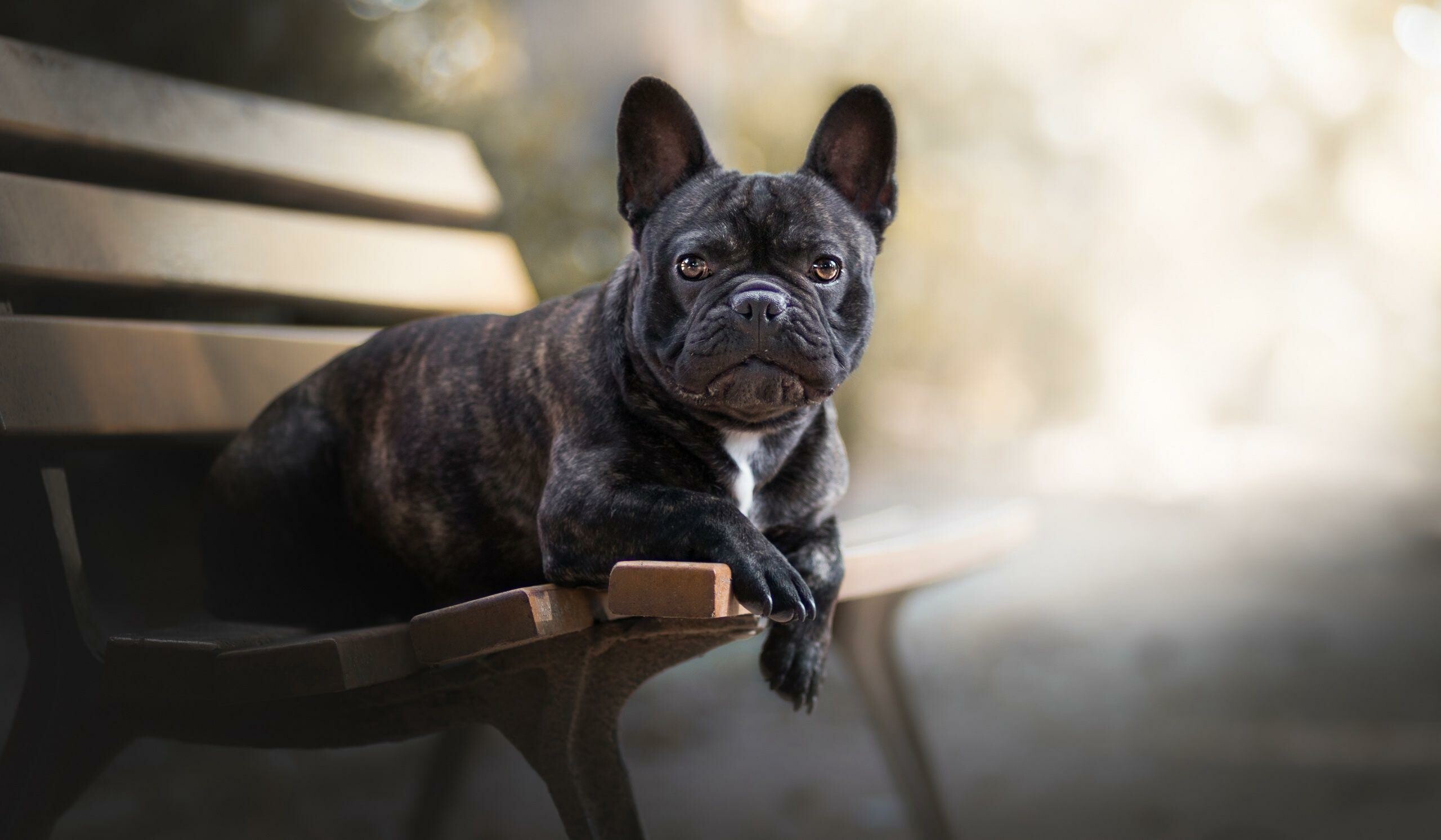 Bench, French Bulldogs Wallpaper, 2560x1500 HD Desktop