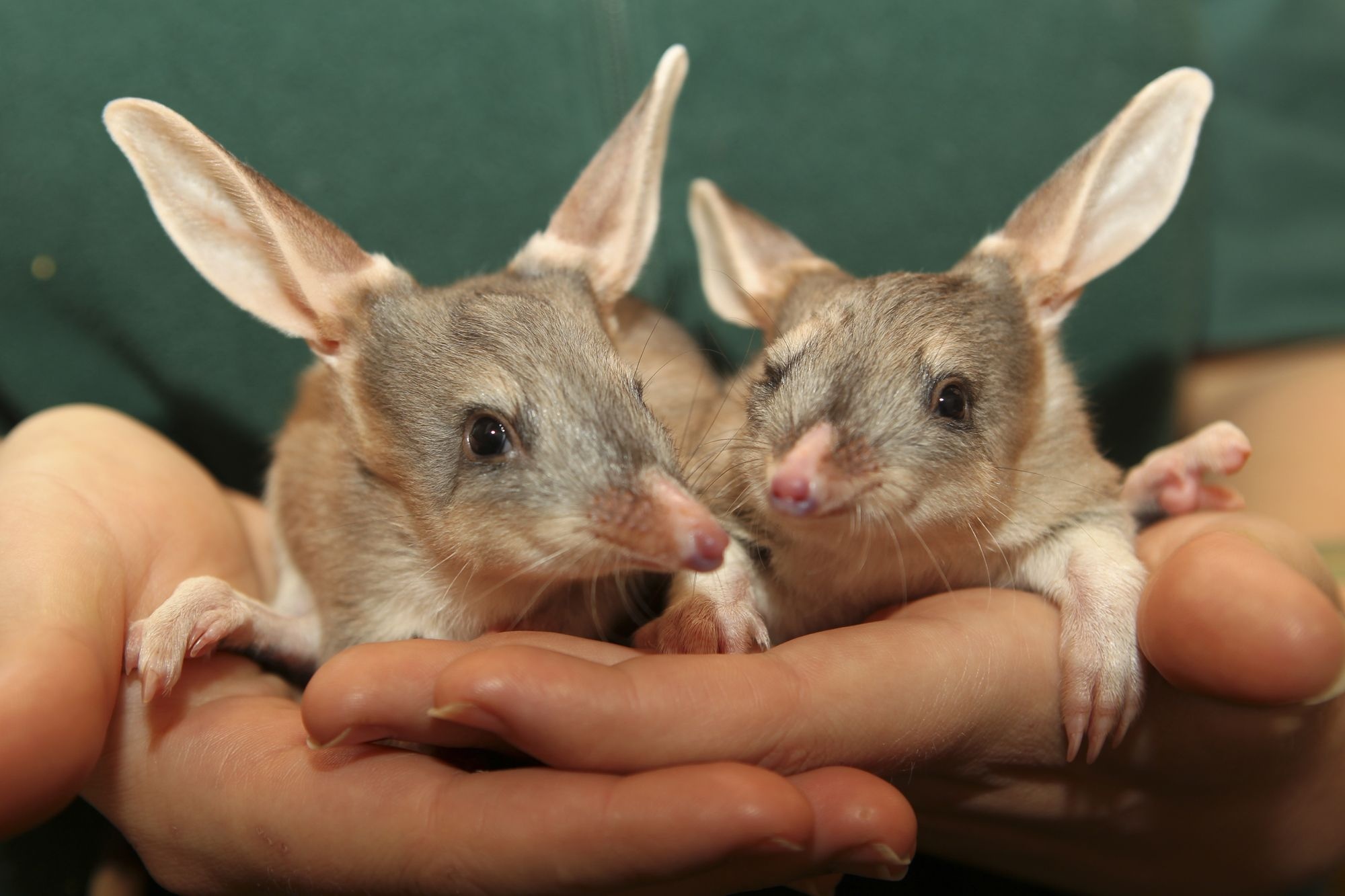 Macrotis (Bilby), Lesser bilby, Australian wildlife, Adorable animal, 2000x1340 HD Desktop