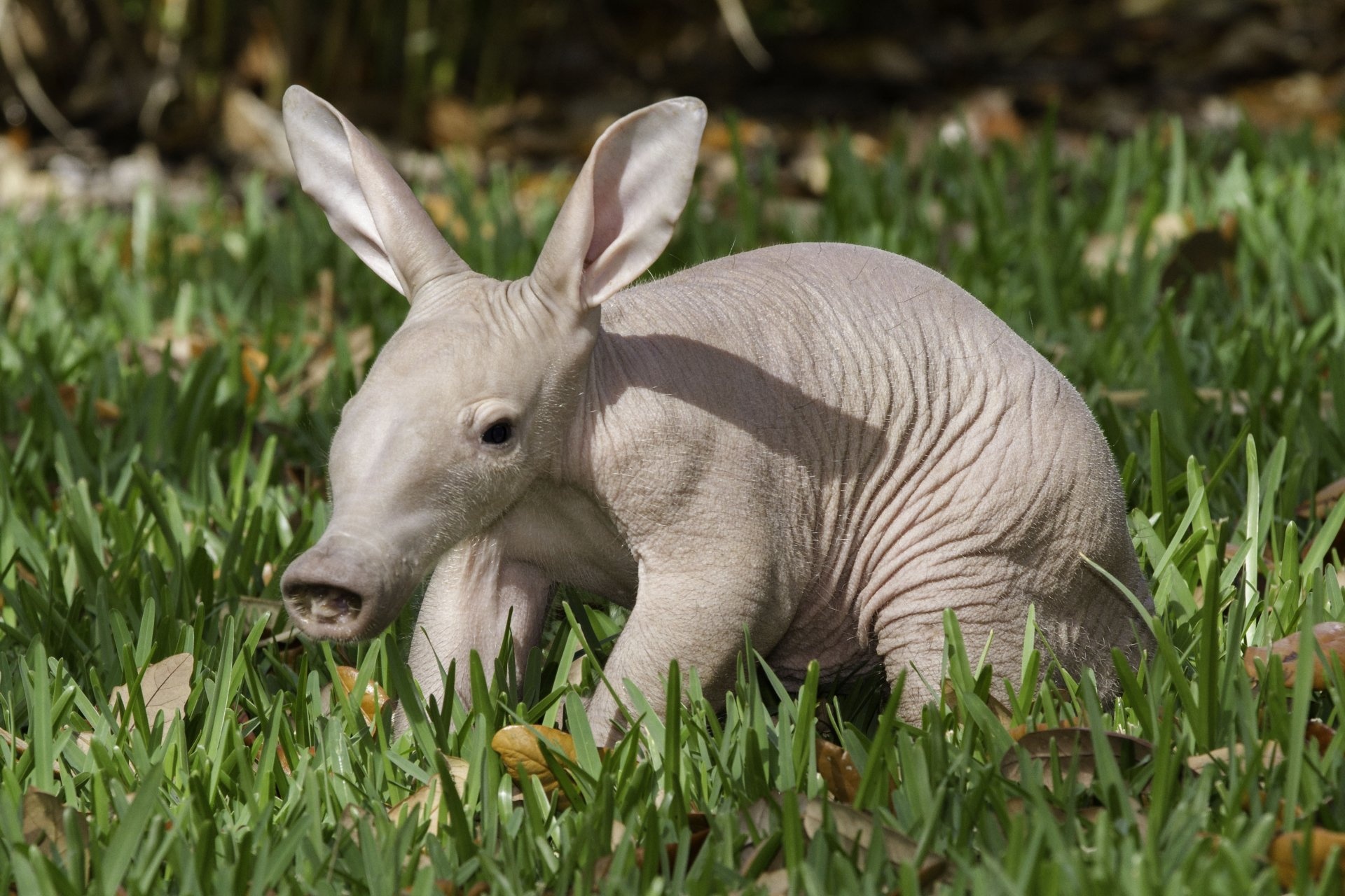 Aardvark wallpapers, Aardvark themed backgrounds, Captivating aardvark imagery, Aardvark in its natural habitat, 1920x1280 HD Desktop