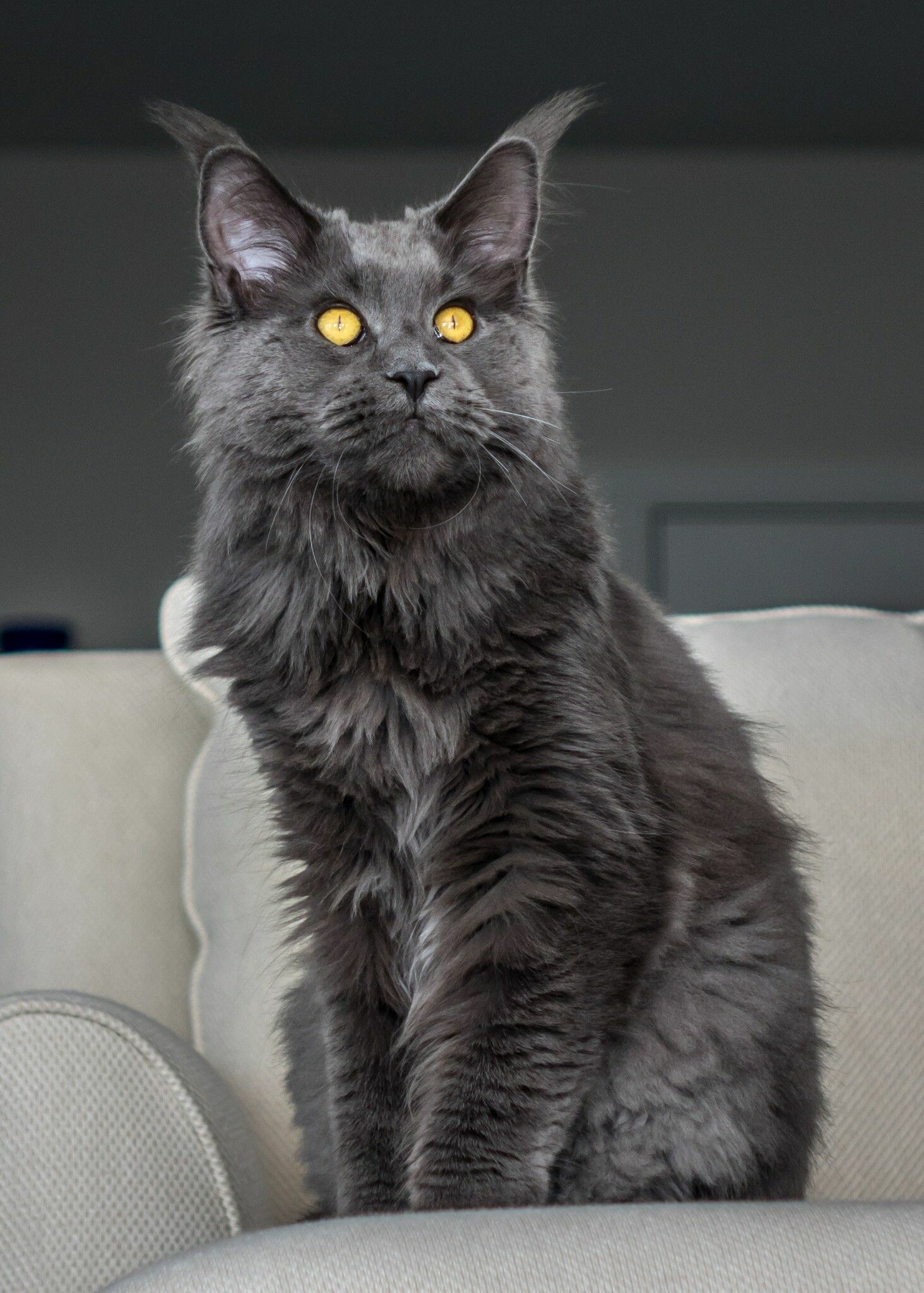 Blue, Maine Coon Wallpaper, 1470x2050 HD Phone