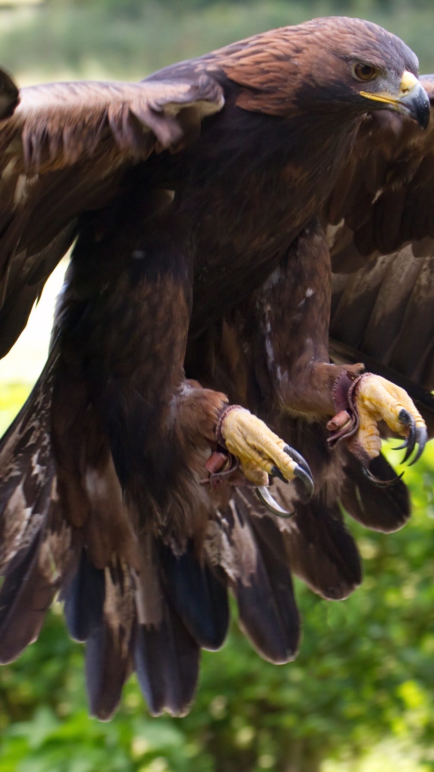 Golden Eagle in its Habitat, Wings Spread Wide, Nature's Brown and Green, 1440x2560 HD Phone