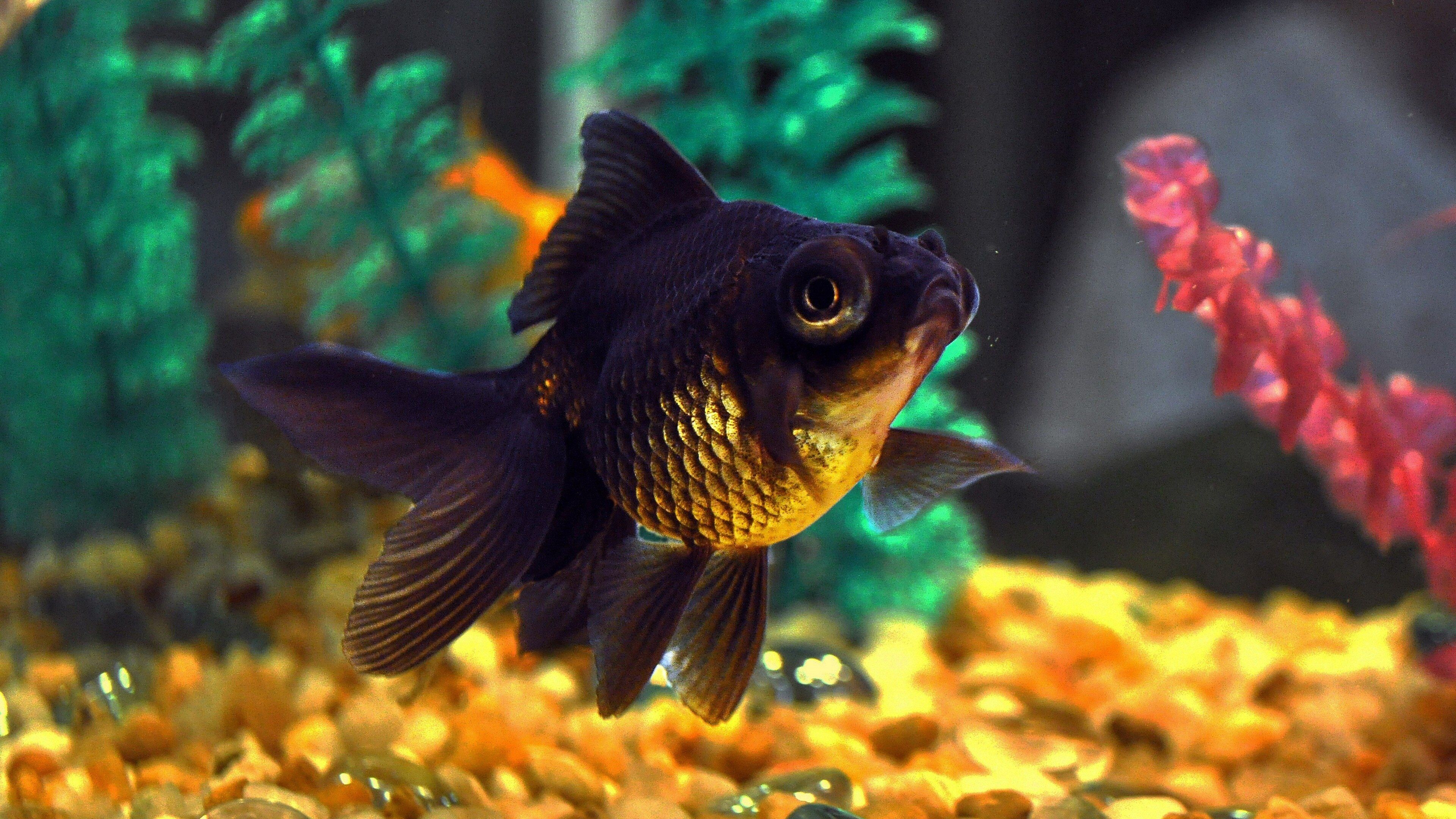 Gold Fish, Nature, Desktop wallpapers, Backgrounds, 3840x2160 4K Desktop