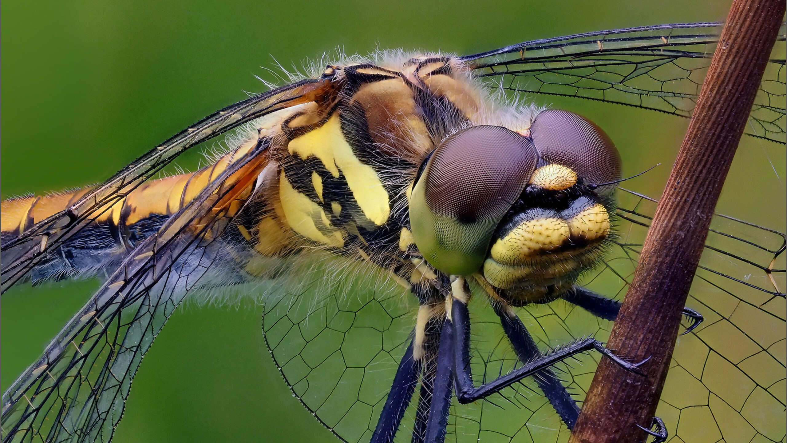 Close-up, Dragonflies Wallpaper, 2560x1440 HD Desktop