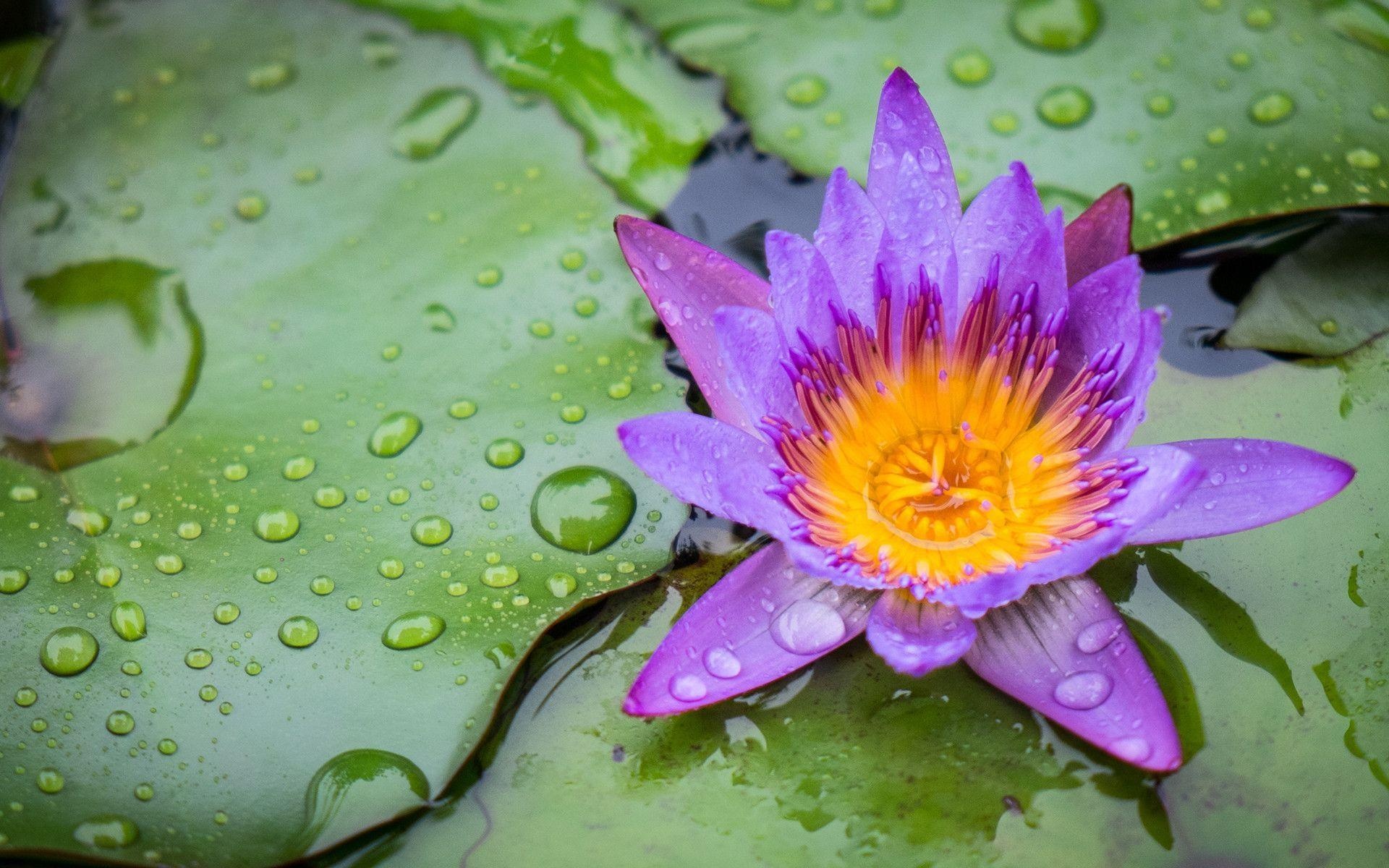 Lily Pad, Wallpaper download, Rainforest theme, Frog border, 1920x1200 HD Desktop