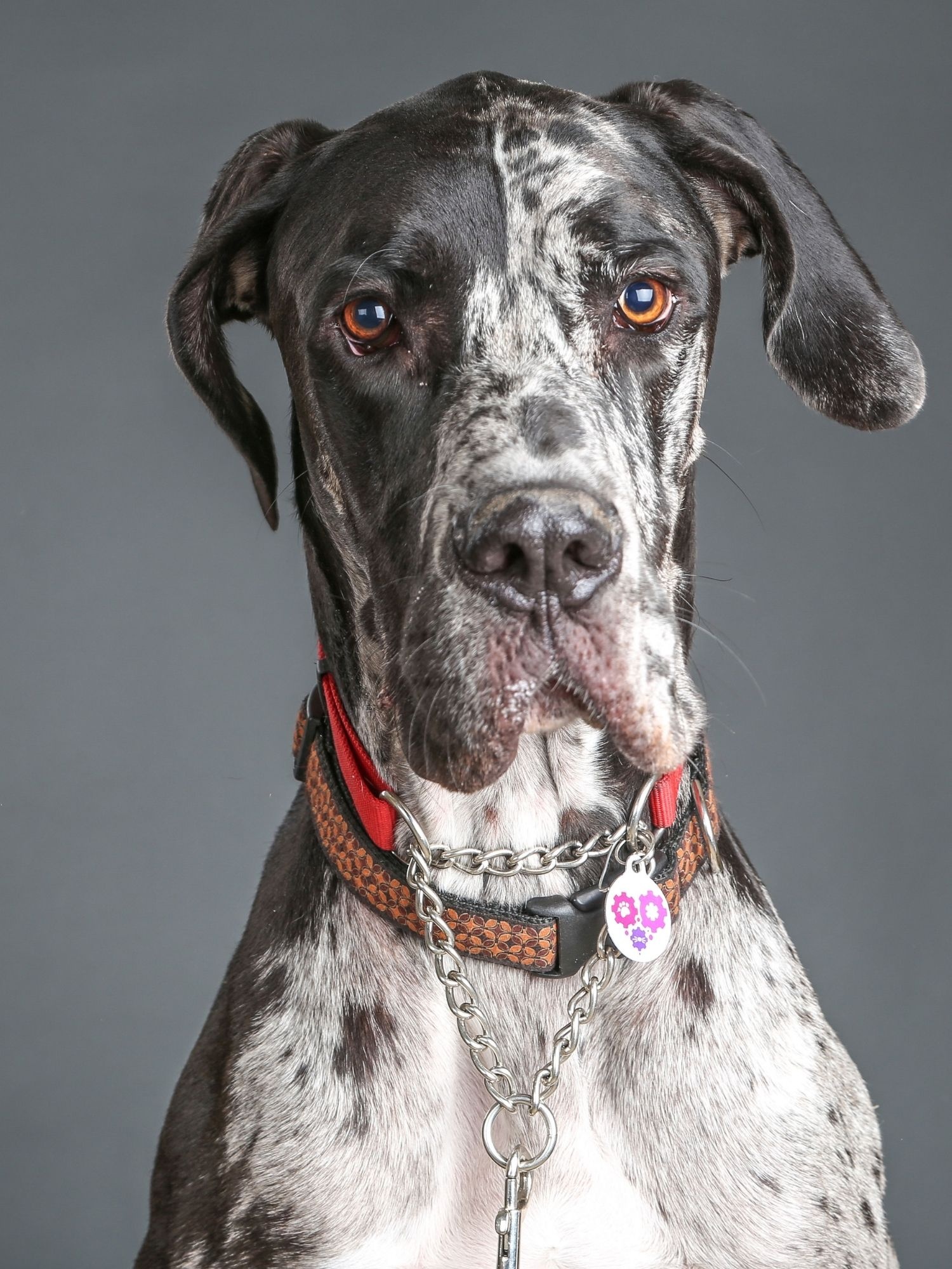 Great Dane, Chocolate Dane for sale, Big sale off, Discounted price, 1500x2000 HD Phone