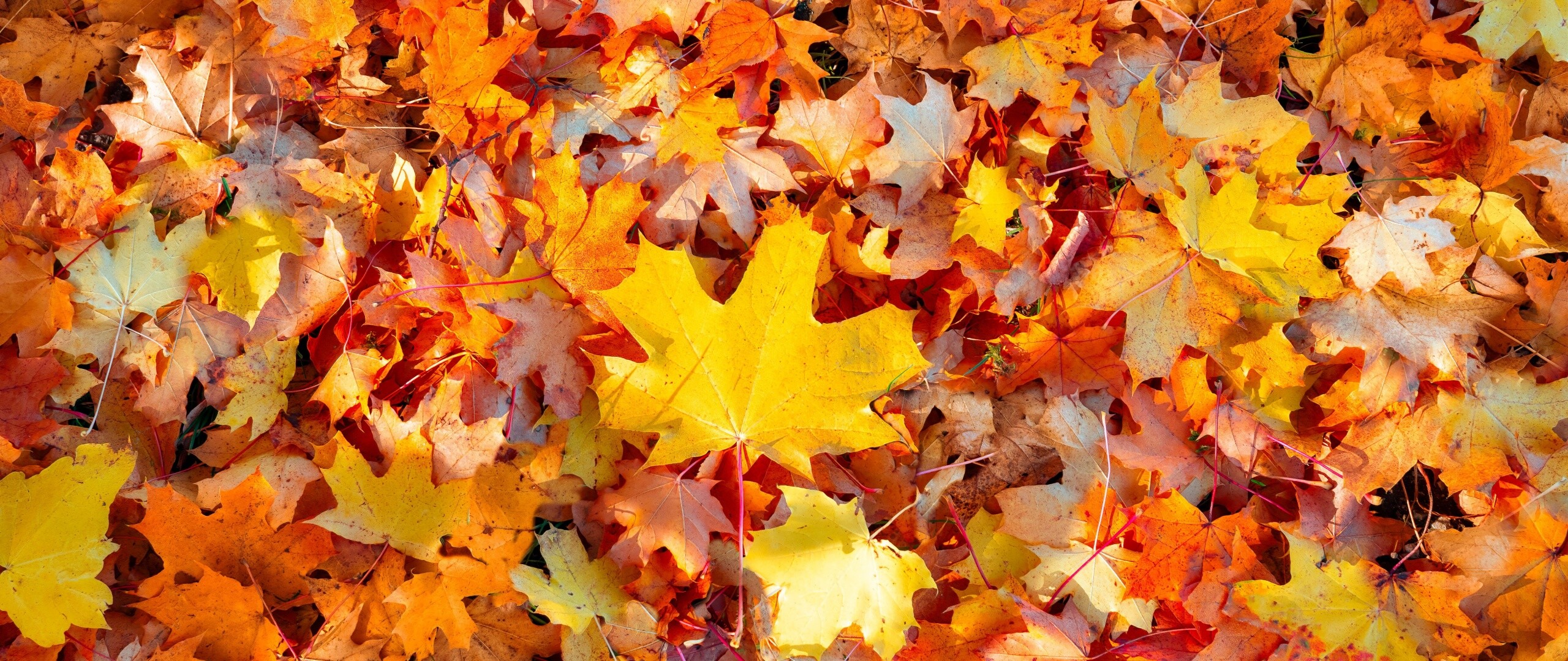 Maple leaves, Autumn landscapes, Fallen leaves, Nature's palette, 2560x1080 Dual Screen Desktop